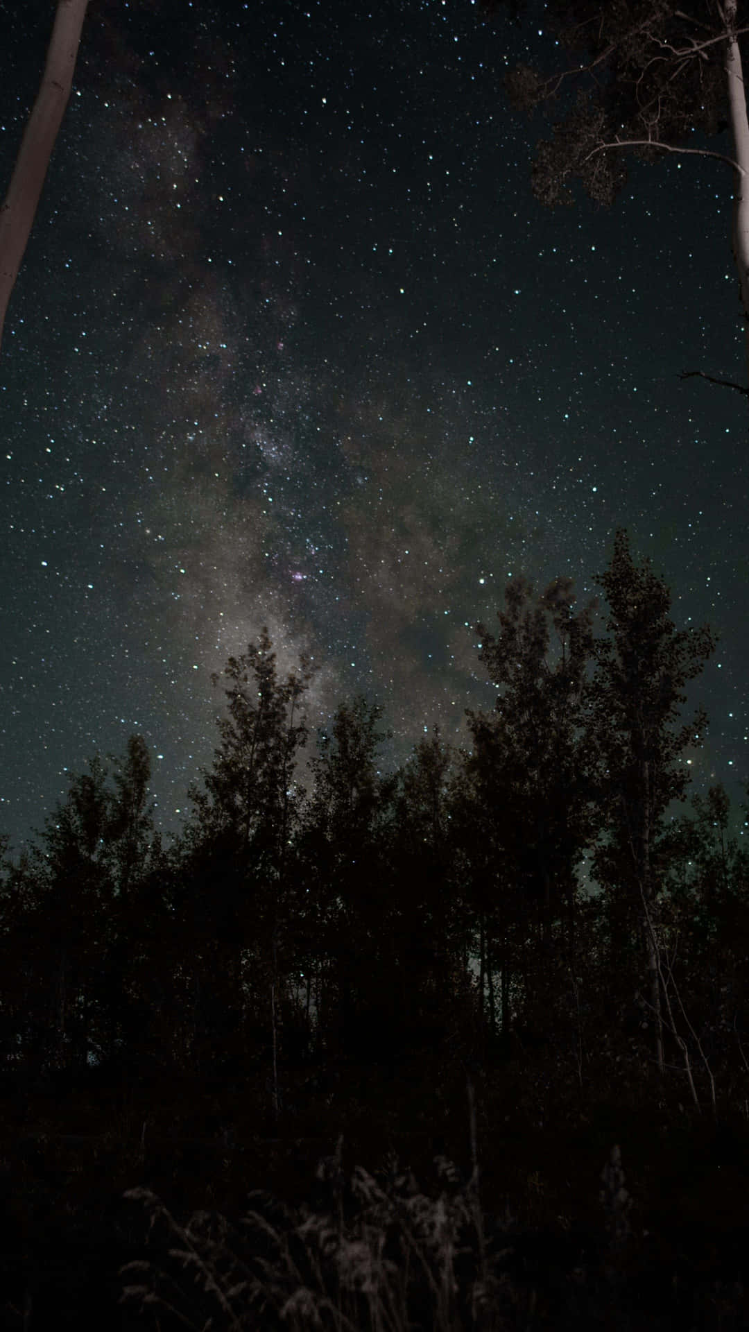 銀河系在夜晚的黑暗森林上方閃耀。
