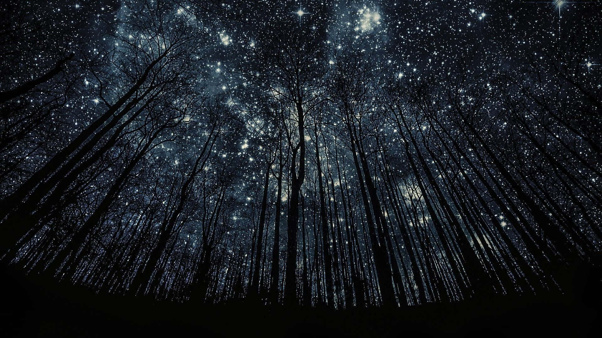 透過森林中高大樹木的剪影看到的滿天星斗的夜空。
