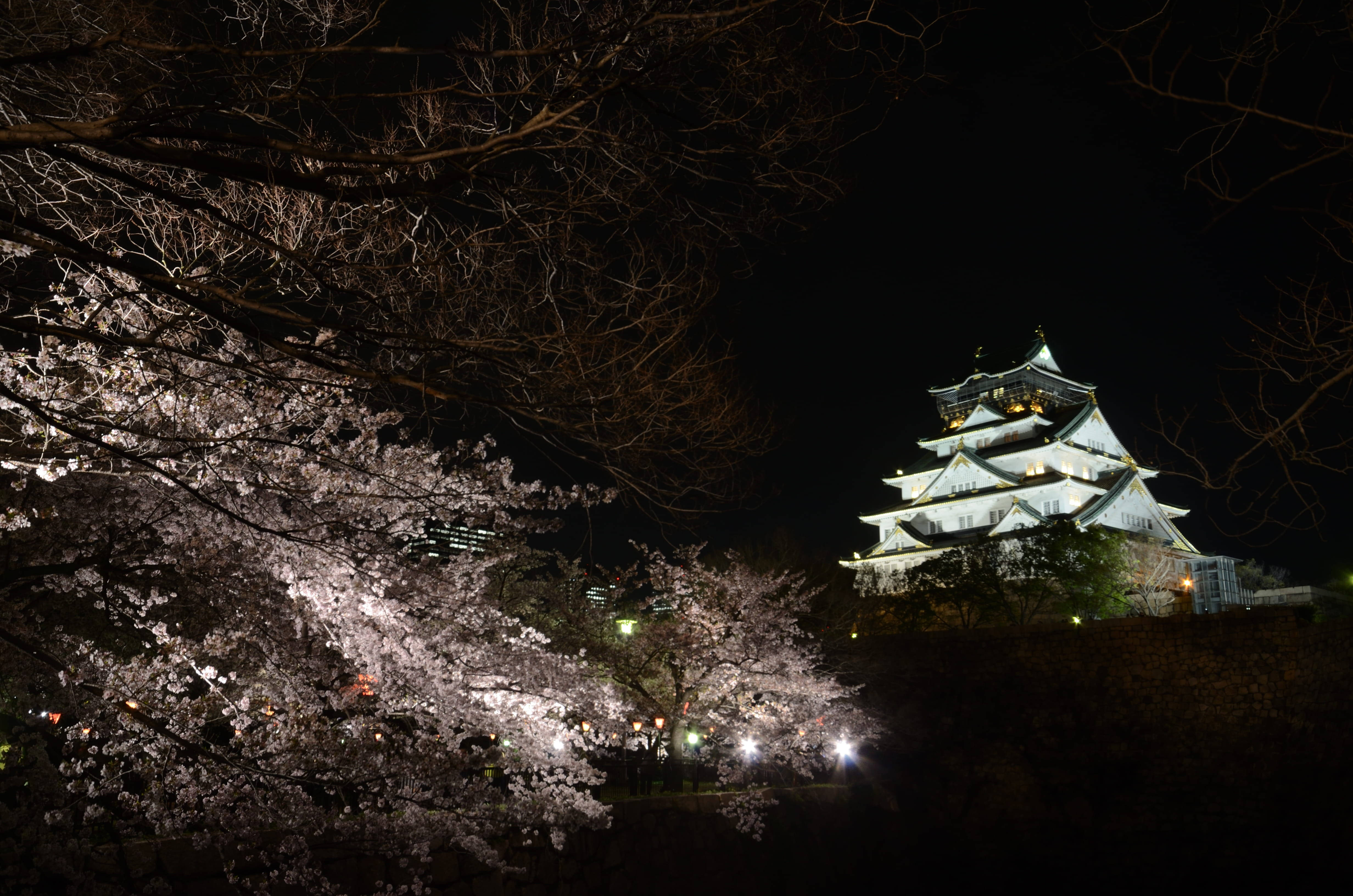 夜色中的高聳大阪城 壁紙 — 一座宏偉的燈光日本城堡在漆黑的夜空下，在閃爍的櫻花樹後升起。