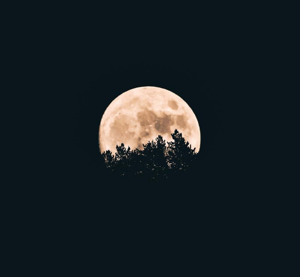 夜色中透過樹木看見的滿月 壁紙 — 一輪明亮的滿月在深沉的夜空背景下，在松樹線的黑暗剪影後發光。