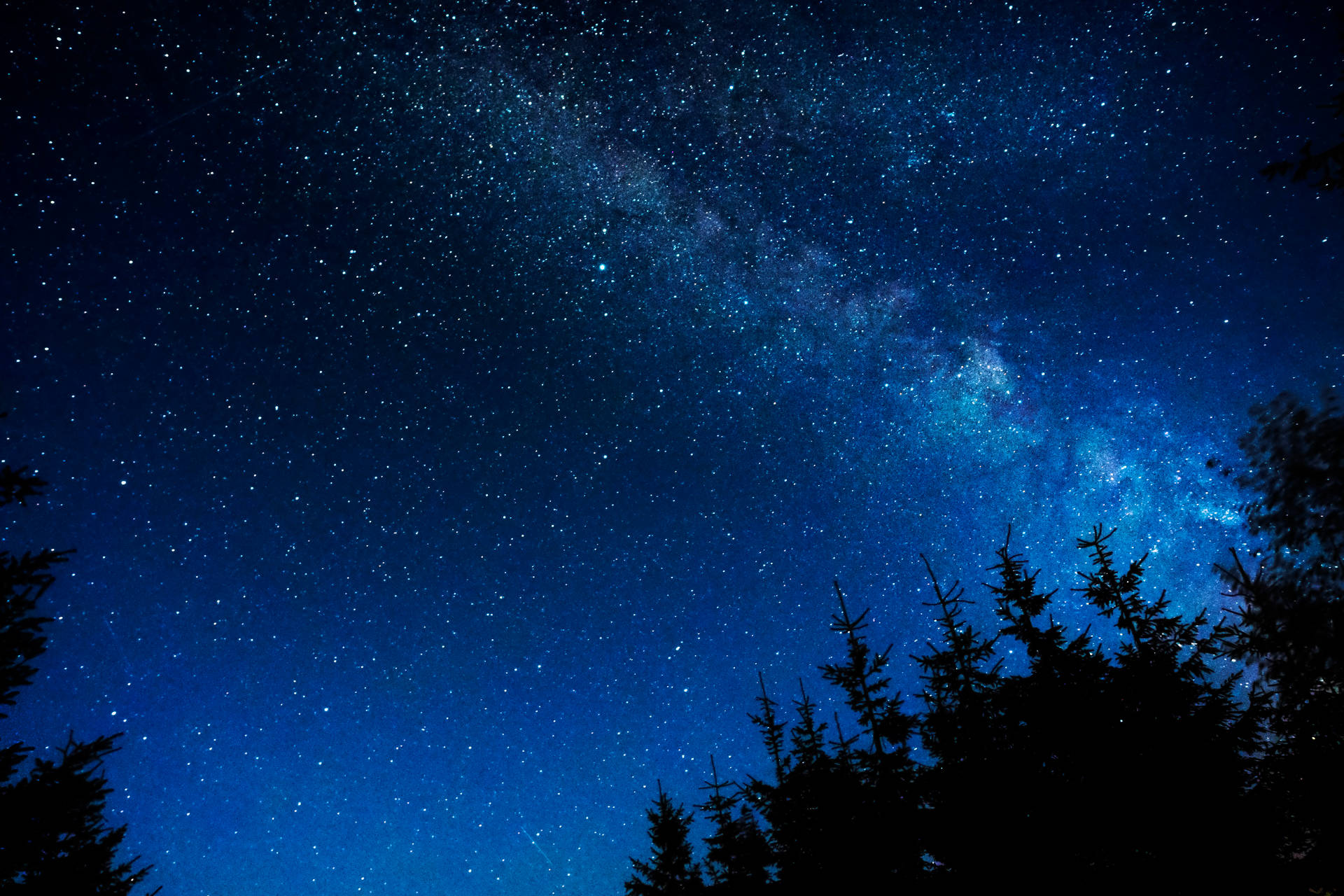 夜間黑暗松樹上空的銀河系