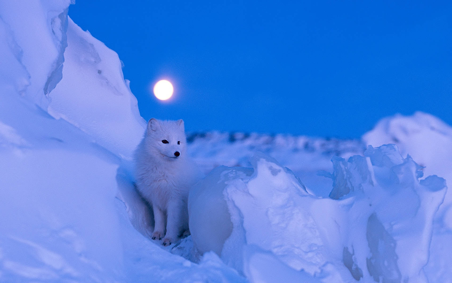 夜間北極狐 壁紙 — 一隻白色北極狐在深雪中警覺地坐著，一輪明亮的滿月灑下清冷的藍光。