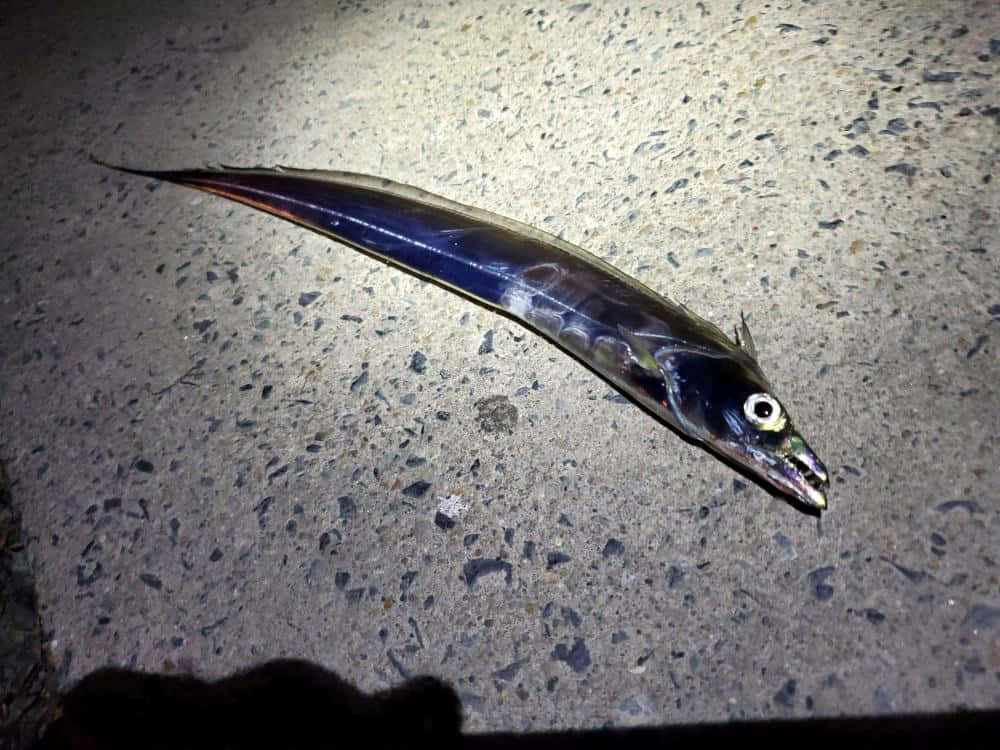 夜間地面上的劍魚 壁紙 — 一條長而纖細的魚，帶有虹彩藍色和銀色鱗片，在刺眼的人造光下躺在斑駁的混凝土表面上。