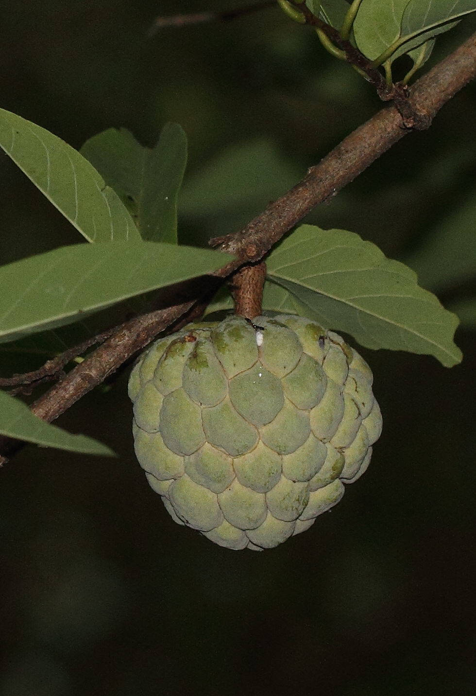 夜間牛油果特寫 壁紙 — 一個綠色嘅牛油果掛喺樹枝上，周圍係茂密嘅樹葉，喺昏暗嘅森林環境中。