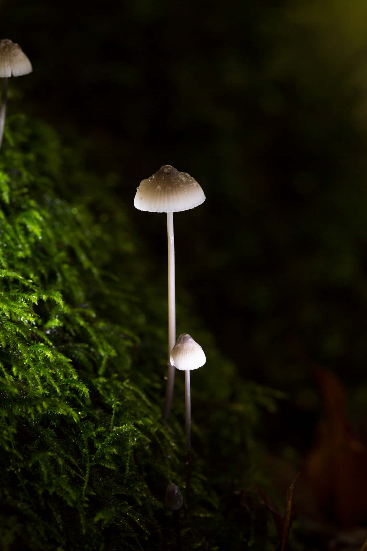 在森林中，鮮綠色苔蘚上生長的小蘑菇。