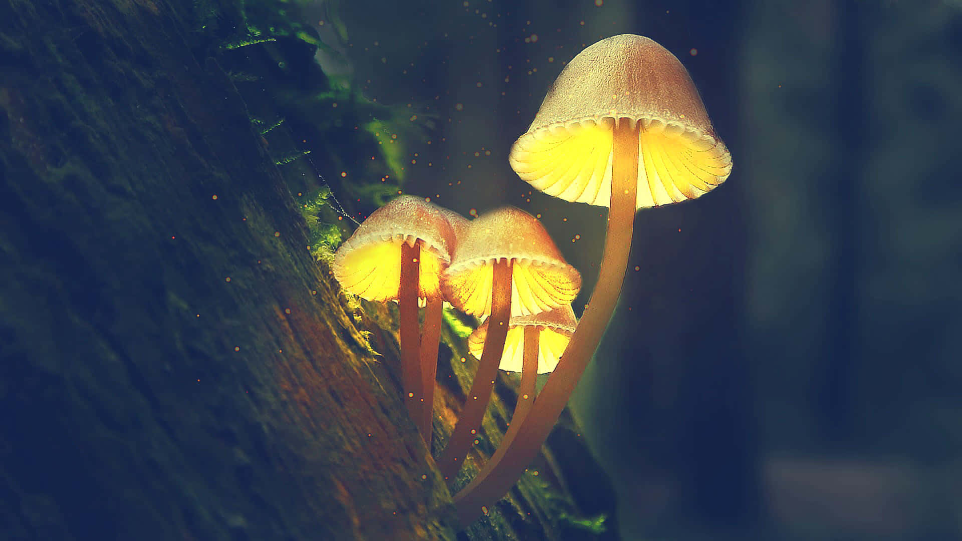 在黑暗森林中長滿苔蘚的樹幹上生長的發光蘑菇。