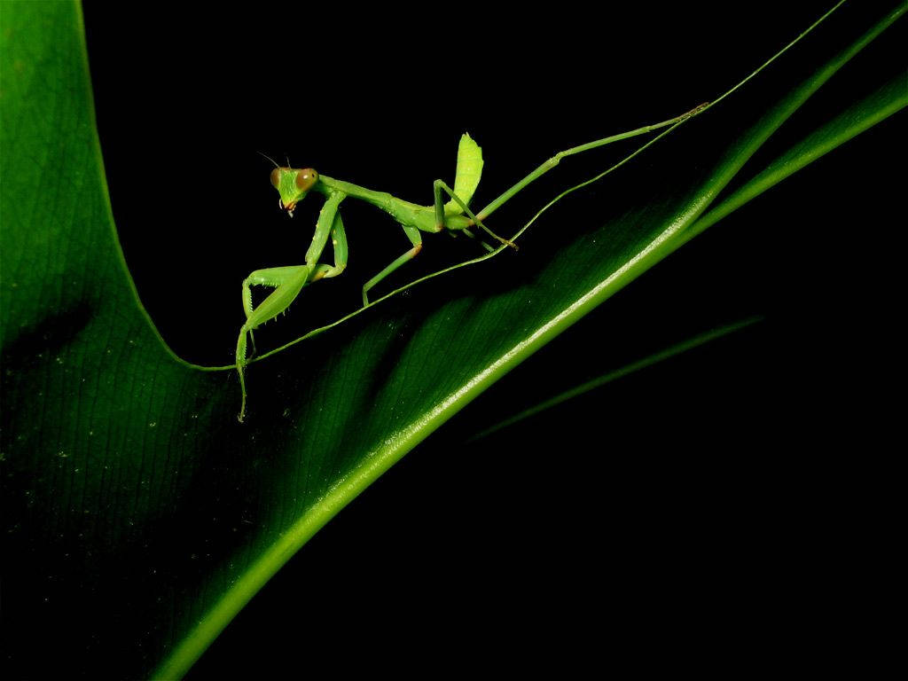 夜間禱 mantis 壁紙 — 一隻充滿活力的綠色螳螂，優雅地棲息在一片光亮的葉子上，背景是純黑色。
