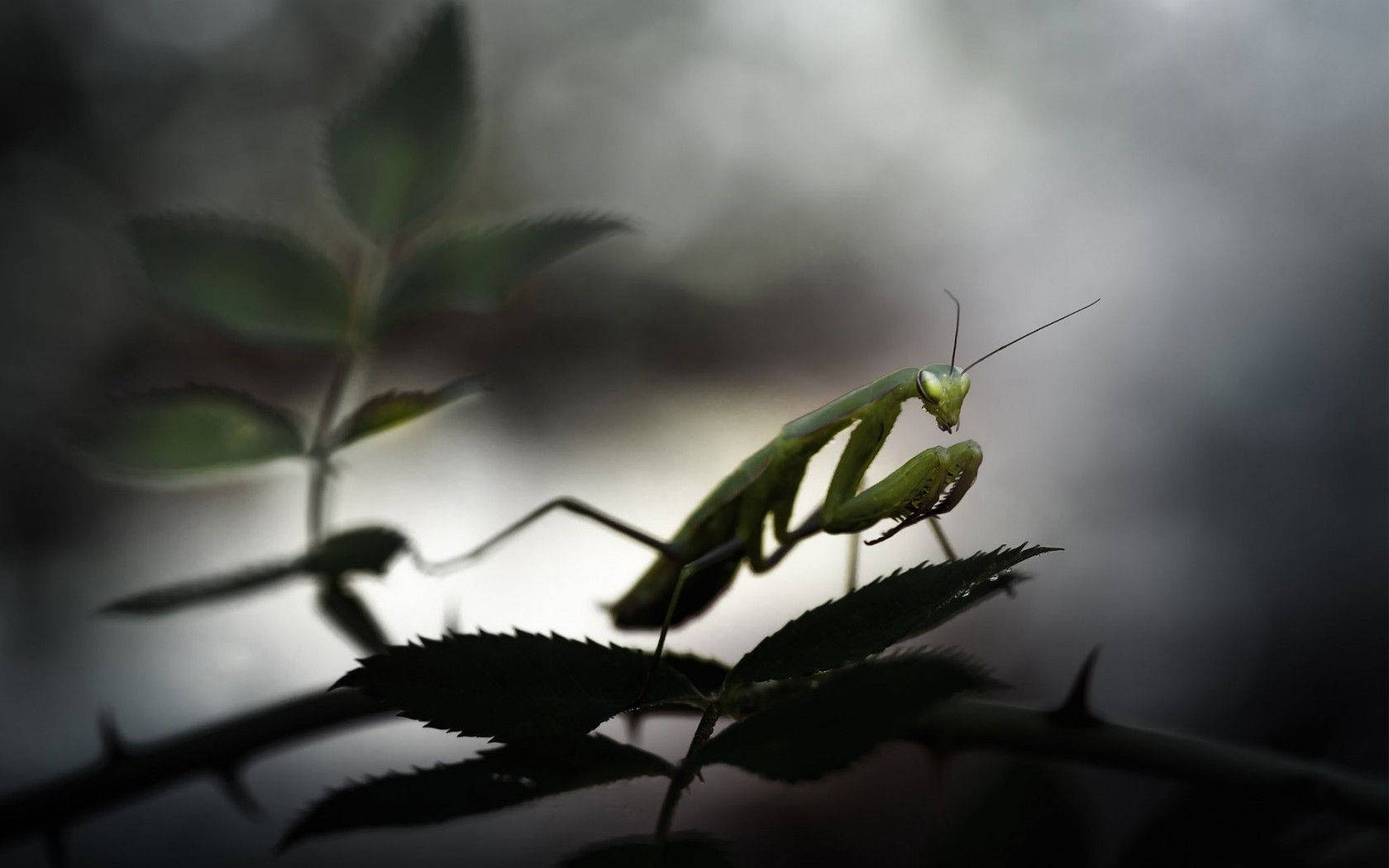 夜間禱 mantis 與植物 壁紙 — 一隻綠色螳螂棲息在帶刺的玫瑰莖上，背景是柔和模糊的灰色。