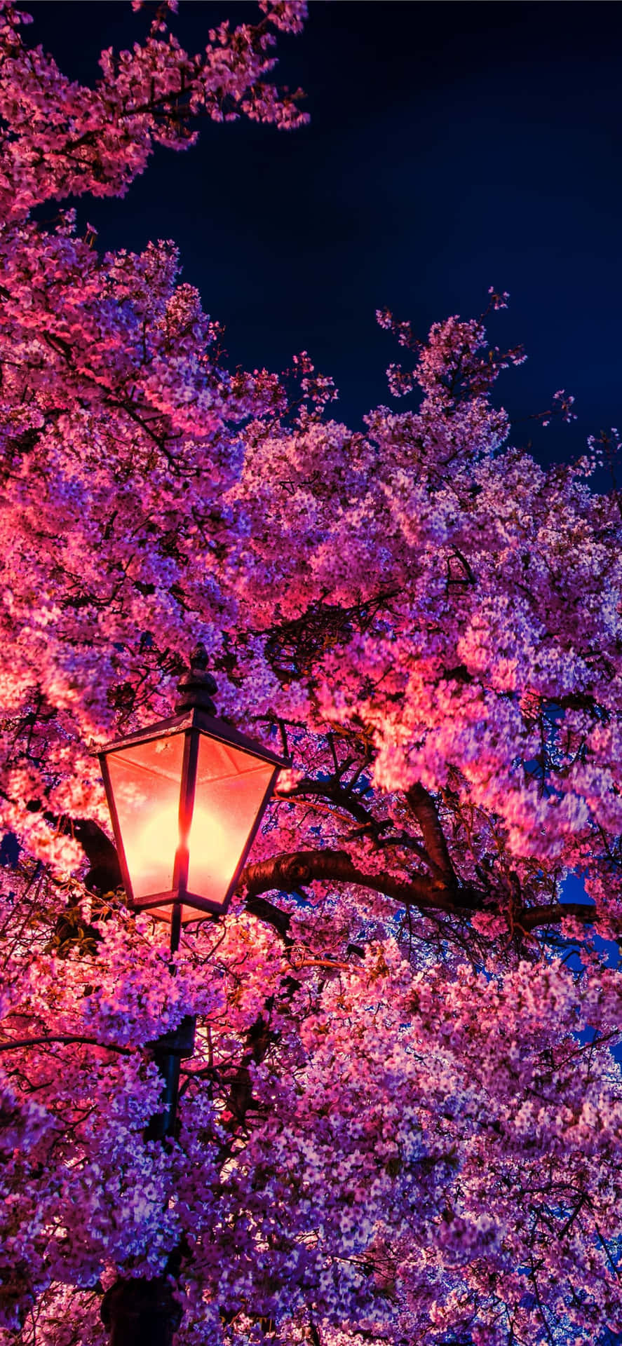 一盞溫暖的燈籠照亮了黑暗夜空下的粉紅色櫻花。