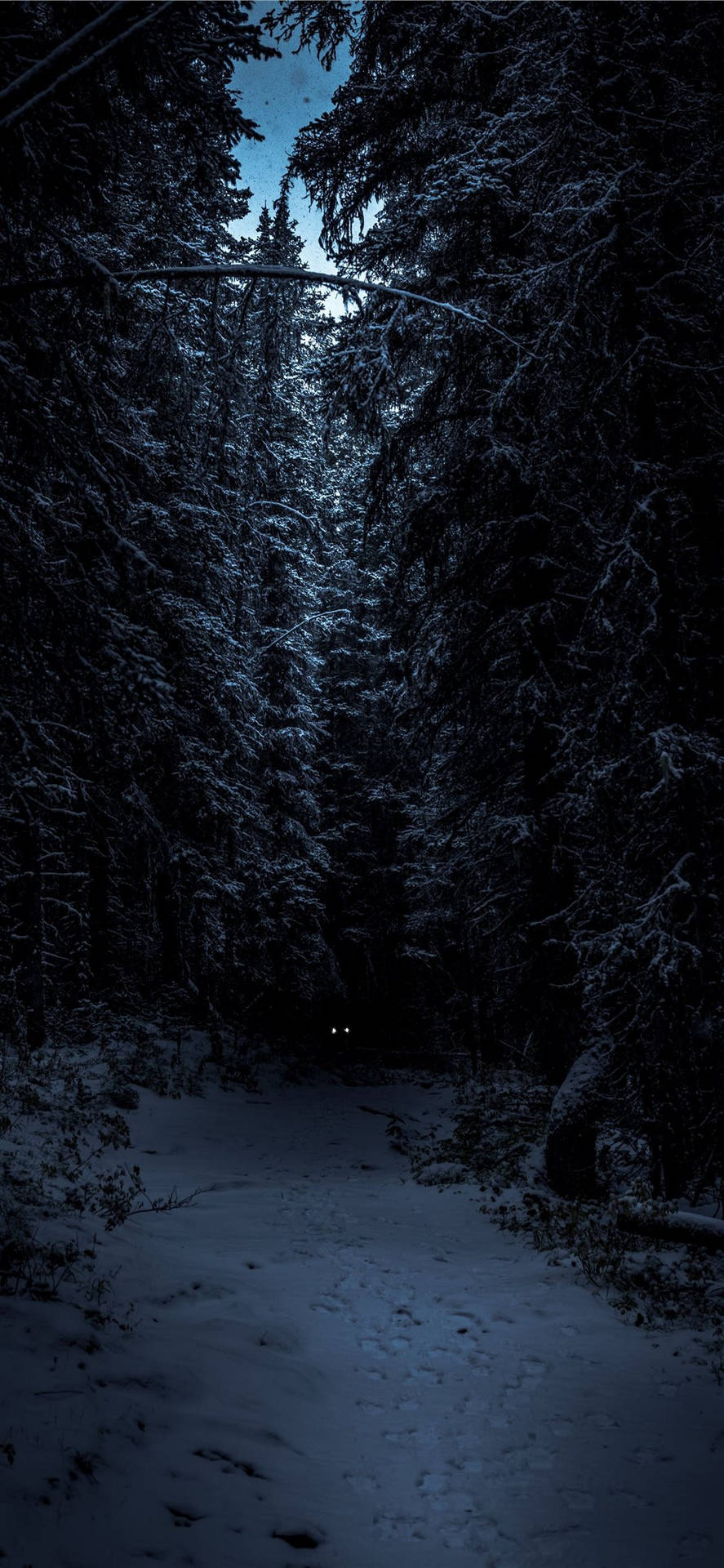 夜晚雪地森林小徑，黑暗中閃爍發光的眼睛