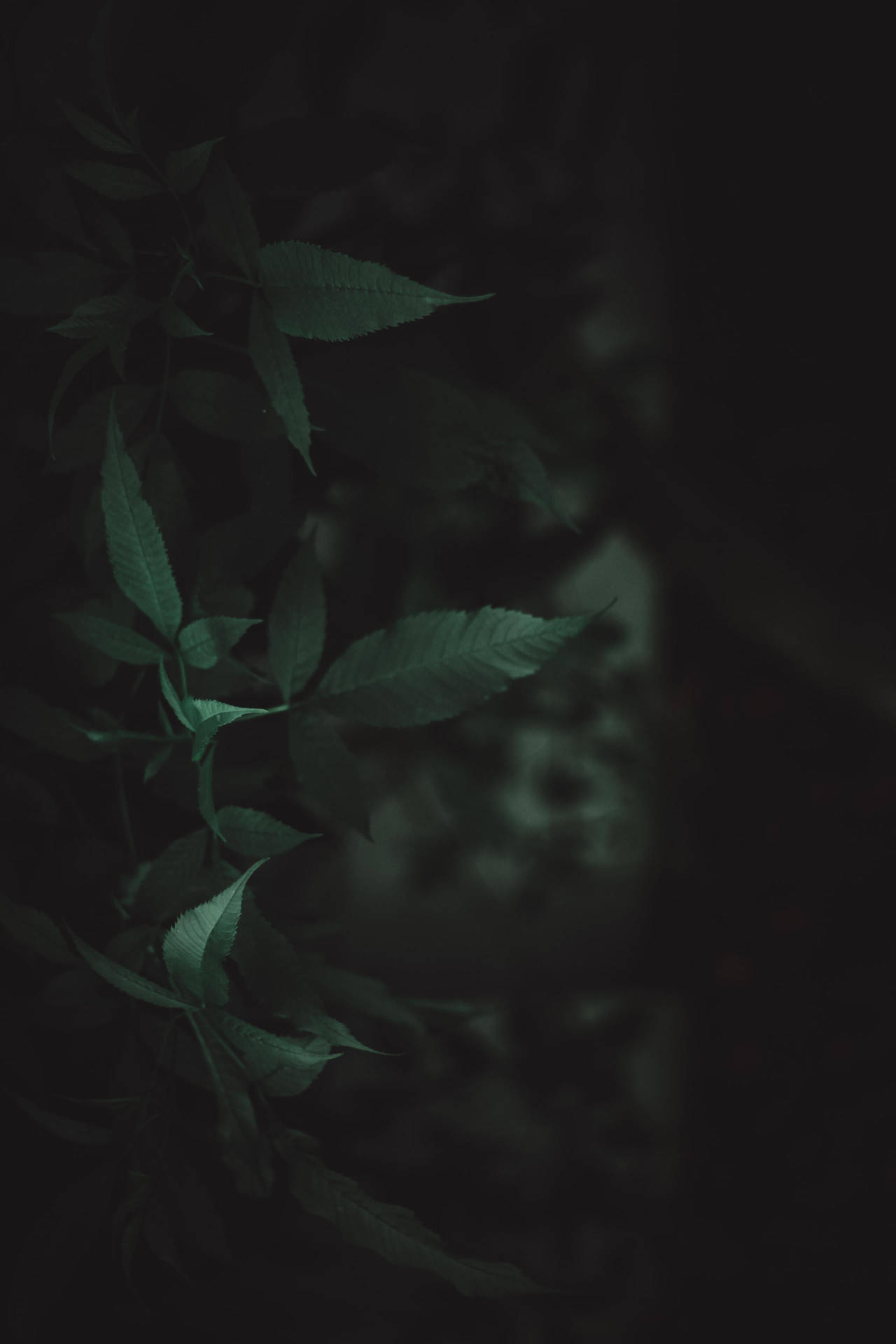 藍綠色葉子在深色背景上形成剪影，柔焦效果。