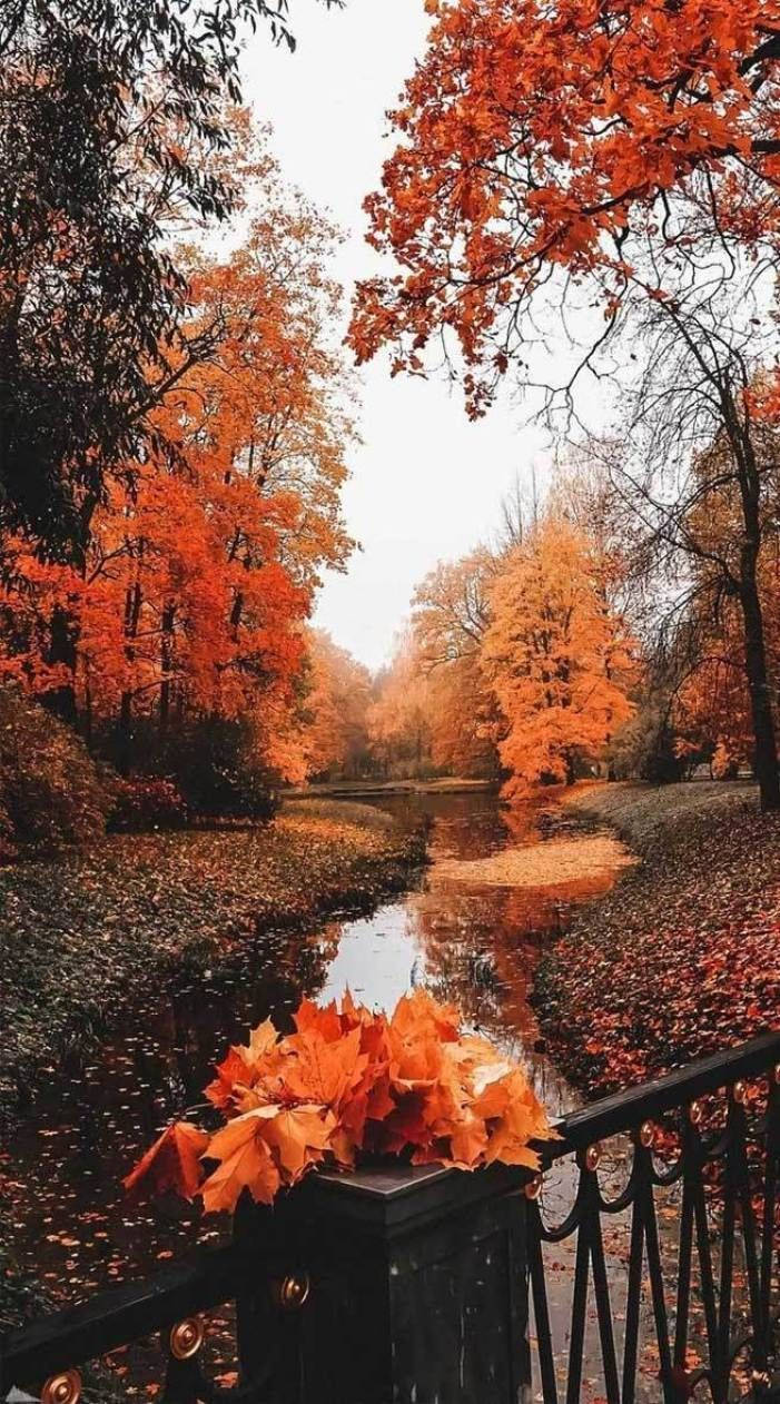 夢幻公園秋日 iPhone 壁紙 — 一條寧靜的秋天小徑，兩旁是火紅的橙色樹木，落葉在陰天下的平靜溪流中倒映。