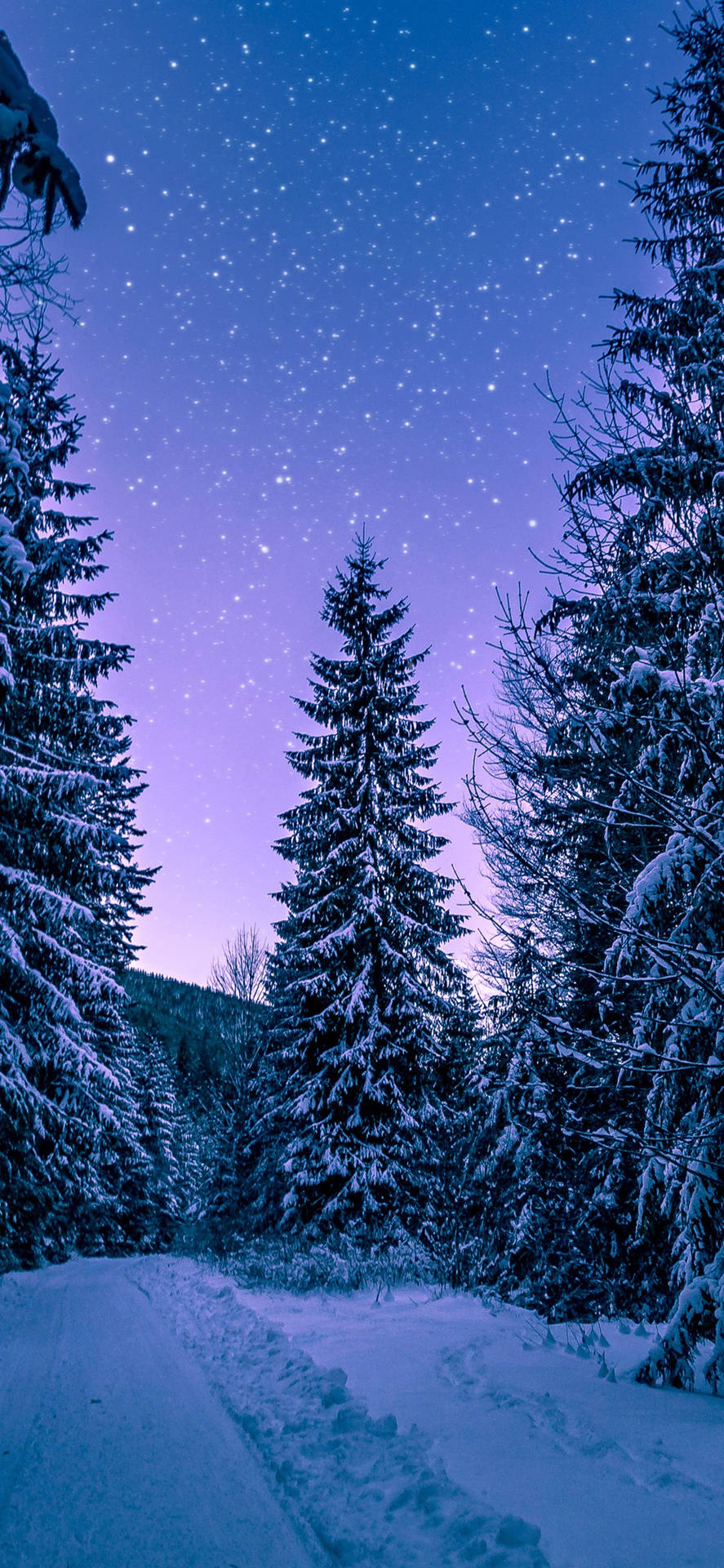白雪覆蓋的森林小徑，在星光閃爍的紫色夜空下。