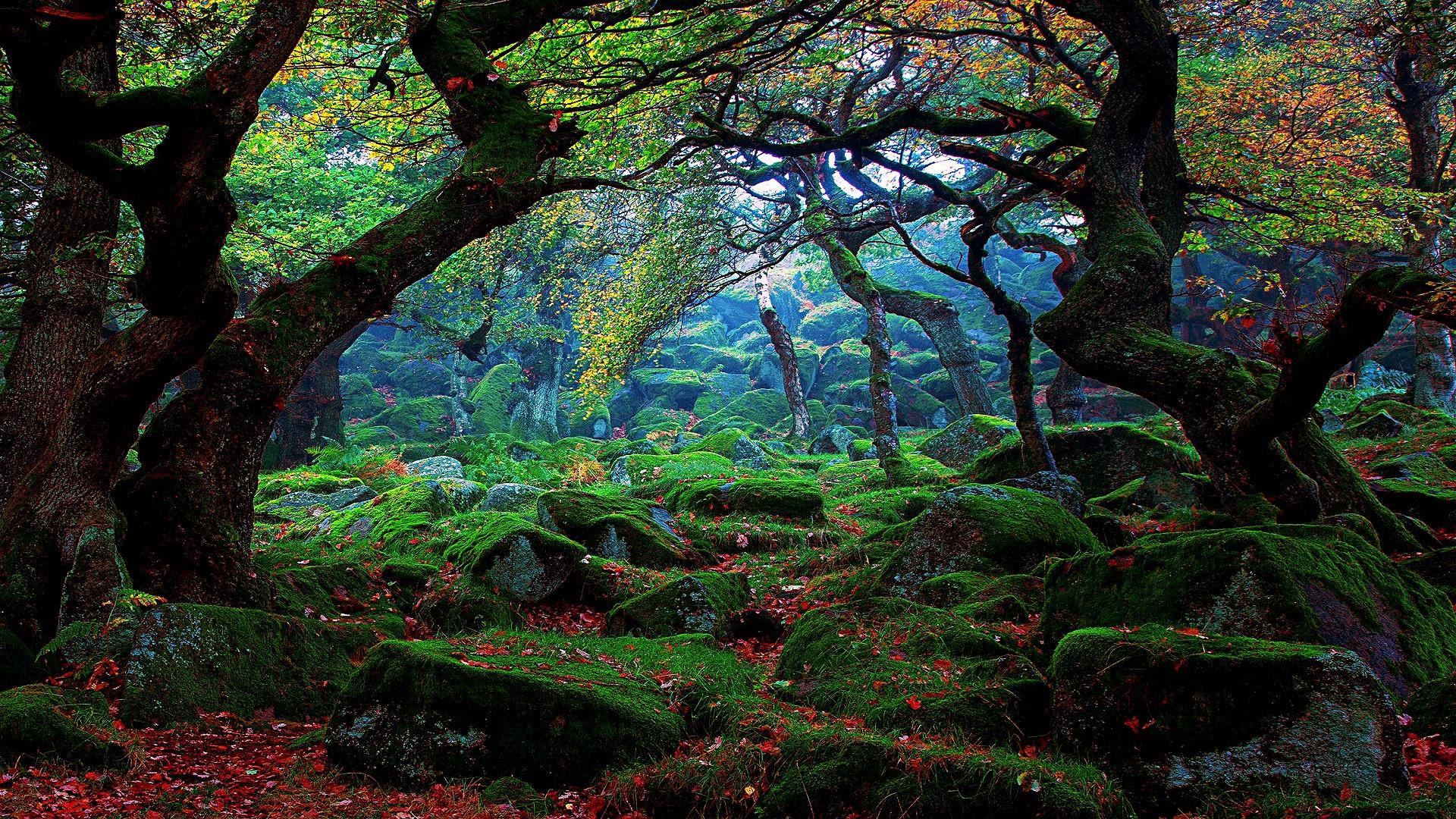 夢幻森林風景 壁紙 — 古老的苔蘚覆蓋的樹木拱起在鋪滿鮮綠色苔蘚和散落紅色秋葉的森林地面上。