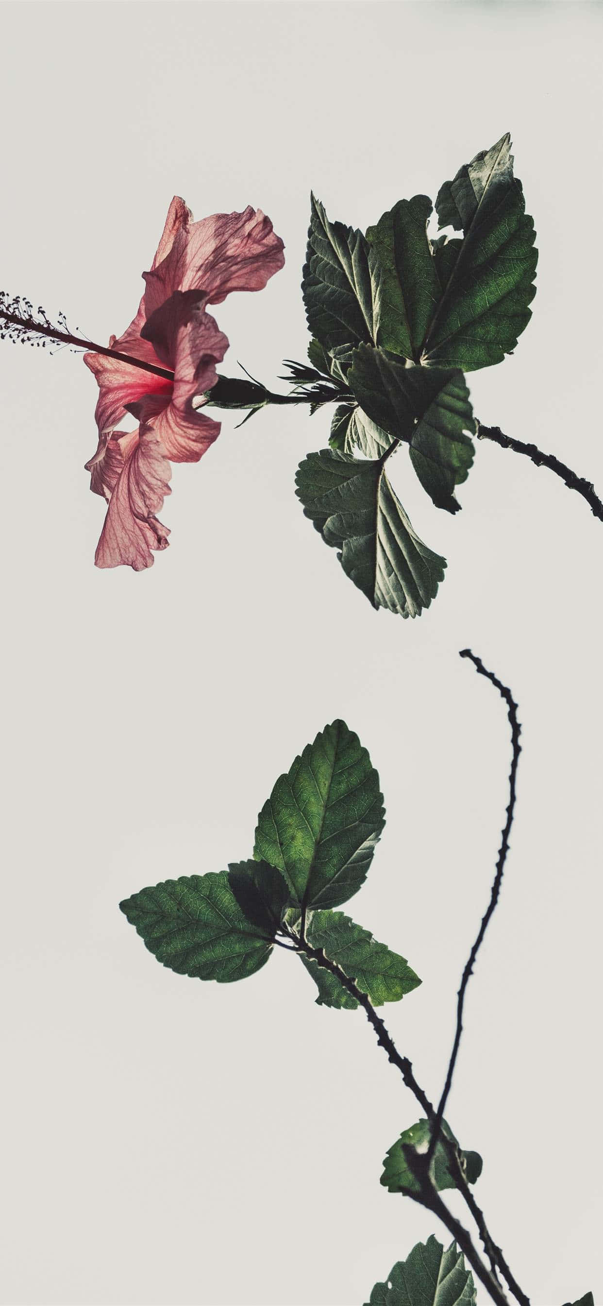 夢幻粉白美學 壁紙 — 一朵精緻的粉紅色芙蓉花，配以深綠色葉子，在柔和的純色背景上優雅地彎曲。