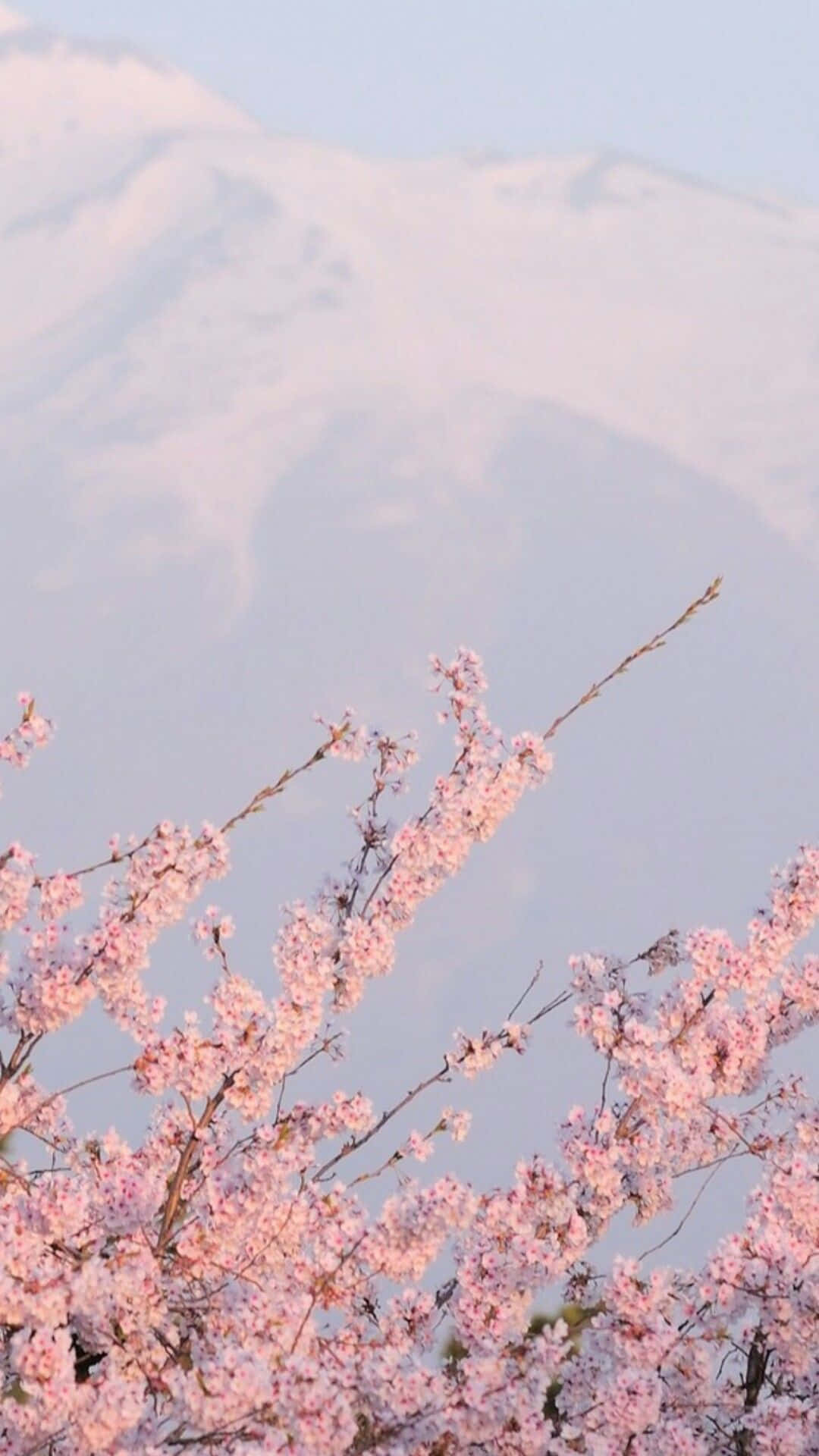 春天白雪覆蓋的山前的粉紅色櫻花。