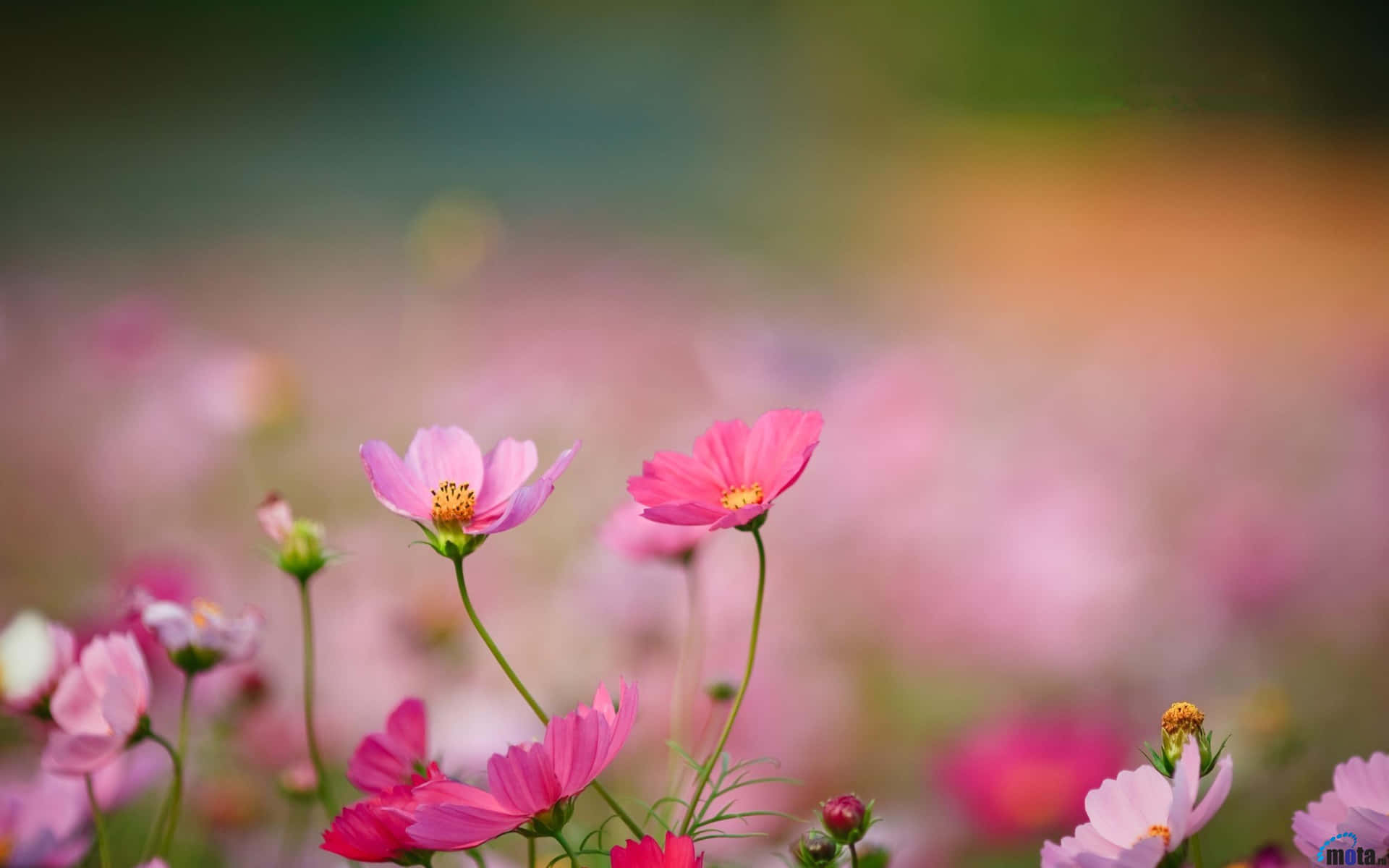 陽光普照的田野中的粉紅色波斯菊，背景模糊。