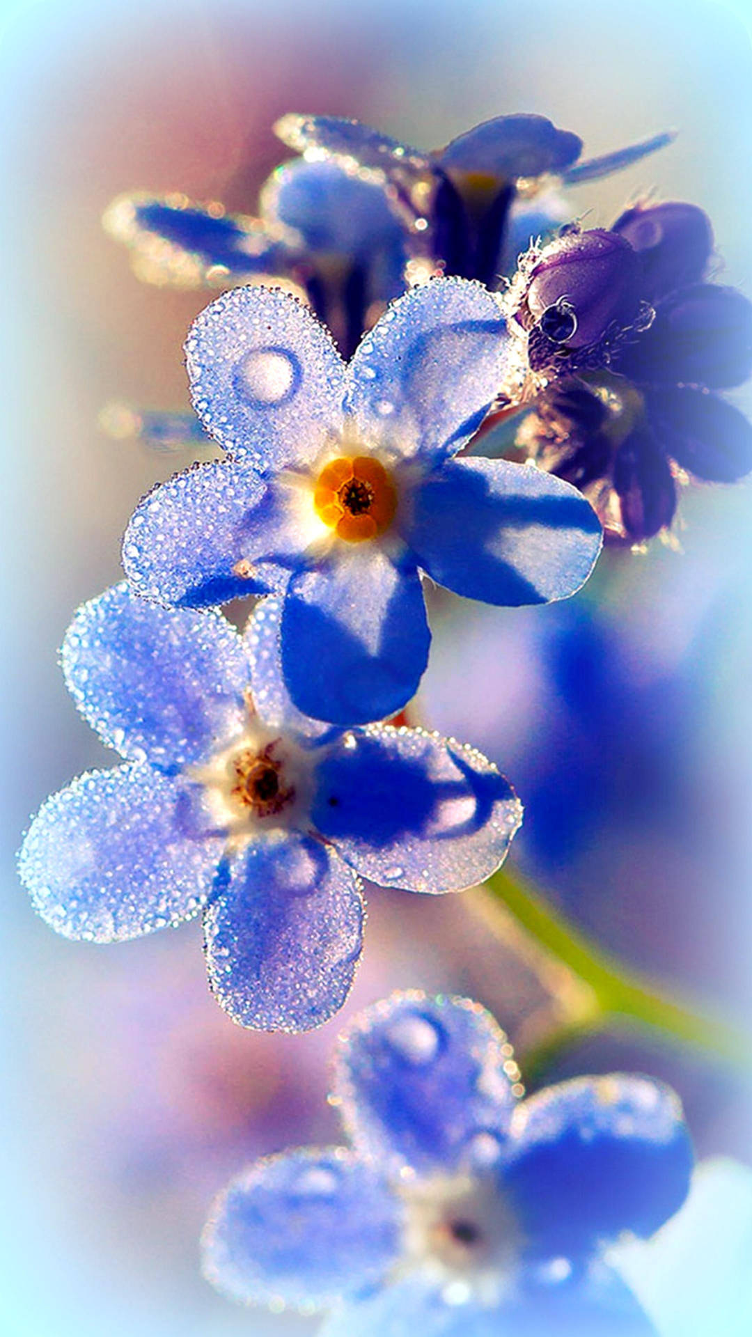 柔和的晨光中，覆蓋著露珠的藍色勿忘我花。