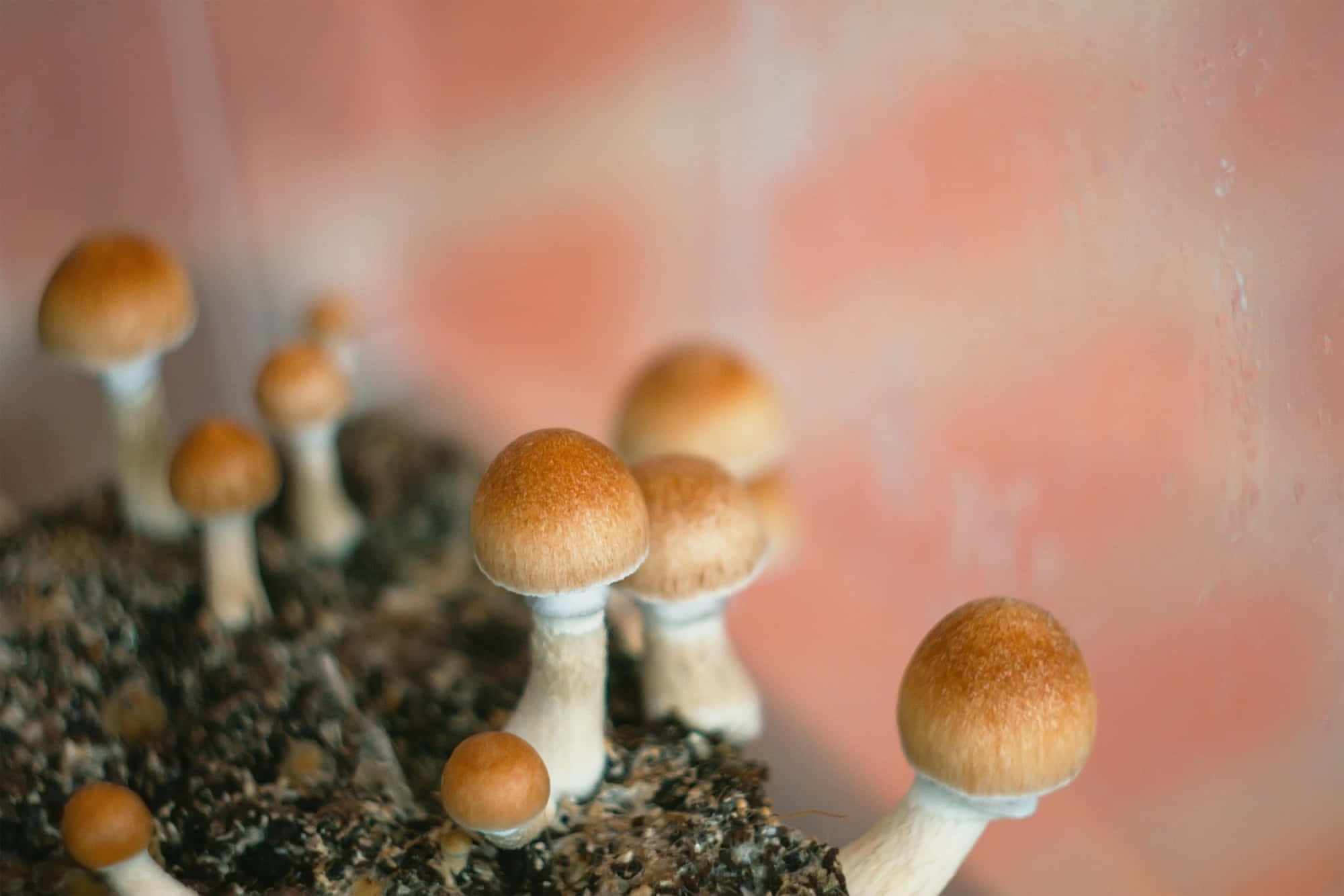 夢幻迷幻蘑菇的魔法森林 壁紙 — 細小的棕色蘑菇帶有白色莖，從深色土壤中冒出，背景是柔和的粉紅色模糊效果。