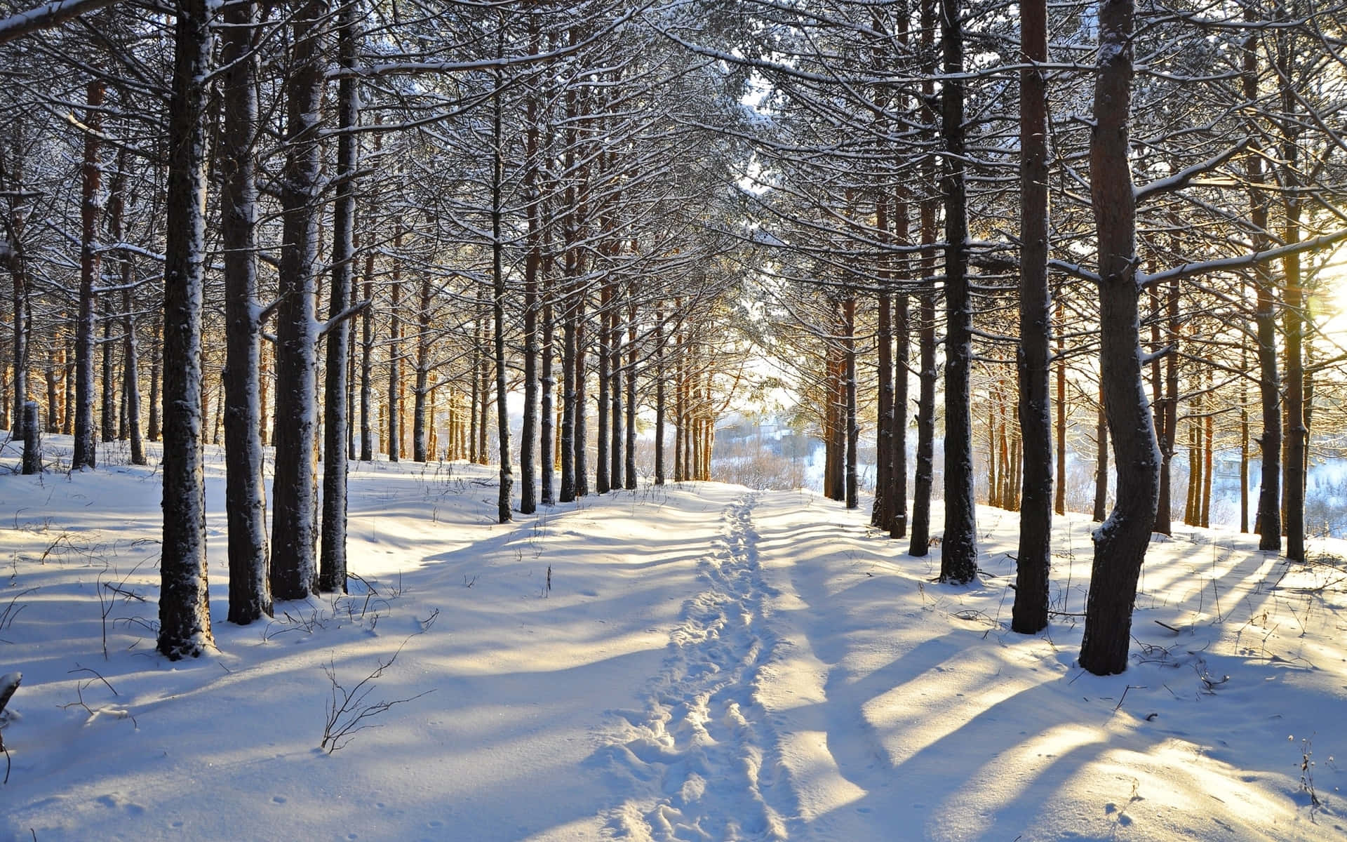夢幻雪林美景 壁紙 — 陽光穿過灑滿白雪的松樹，在蜿蜒的雪徑上投下長長的影子。