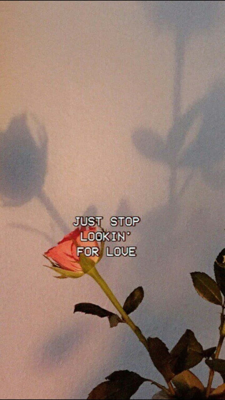 一朵凋謝的粉紅玫瑰在牆上投下陰影，並附有文字 just stop lookin' for love。