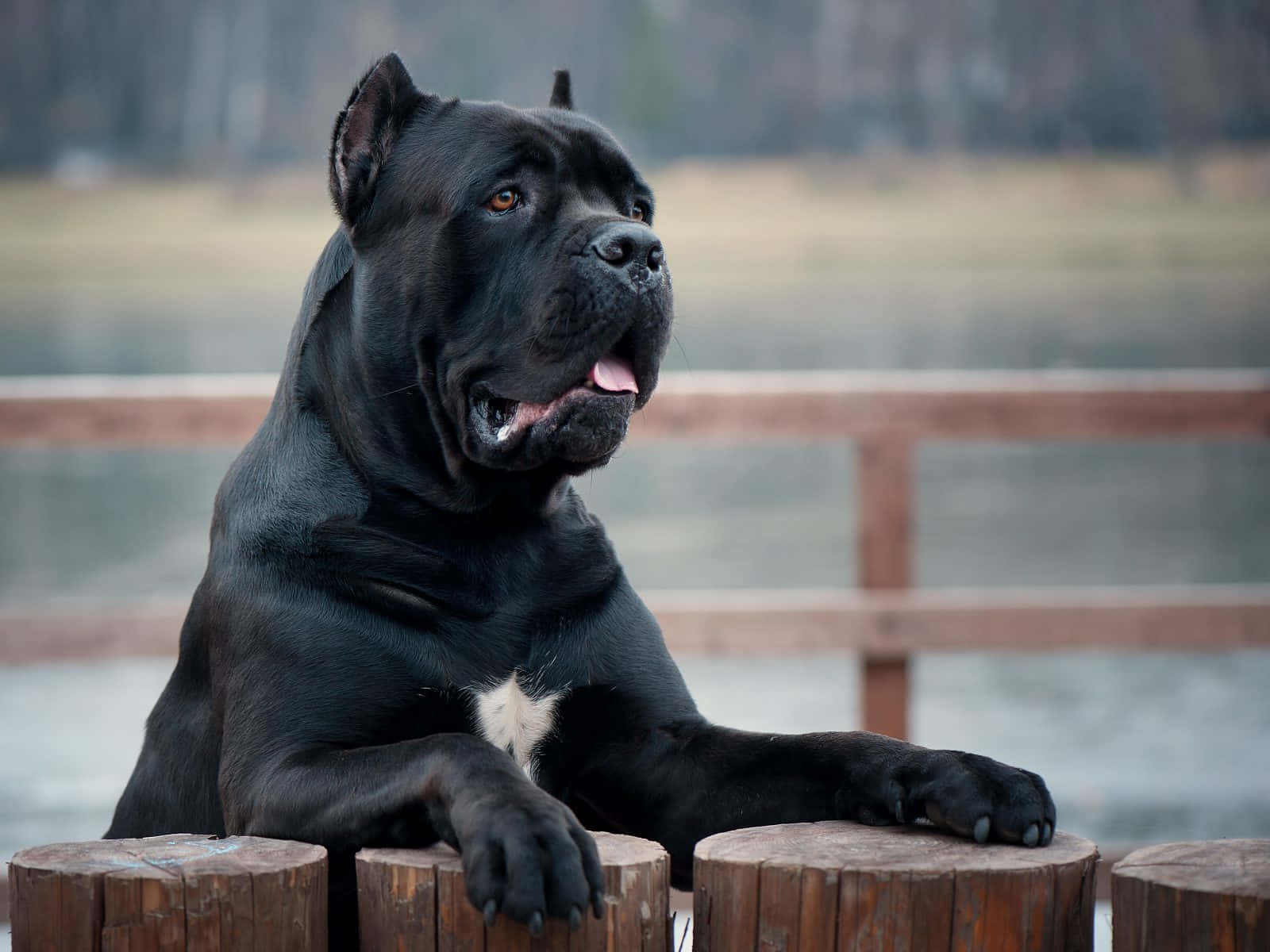 黑色卡斯羅犬在水邊的木樁上休息