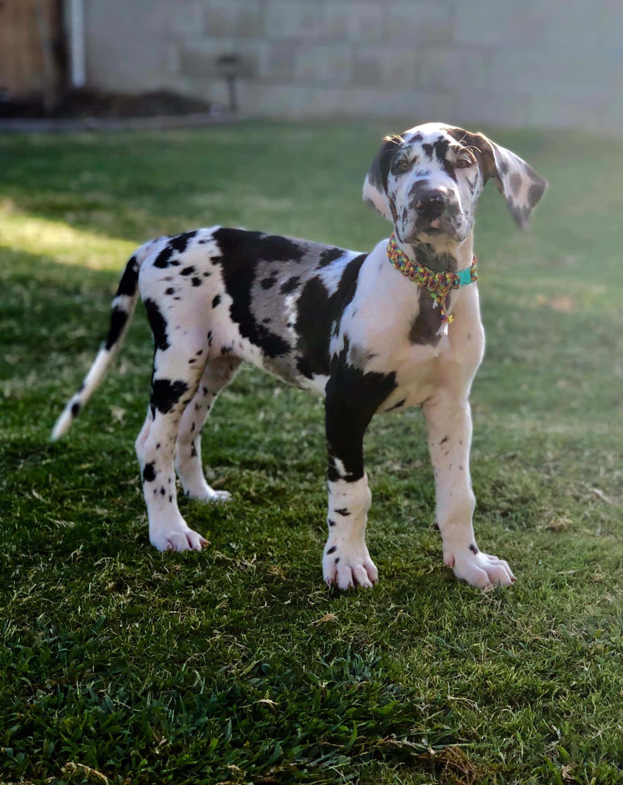 大丹犬幼犬，終生的好友 壁紙 — 一隻帶有黑色斑點的年輕斑點狗幼犬，戴著色彩繽紛的編織項圈，警覺地站在綠色草地上。