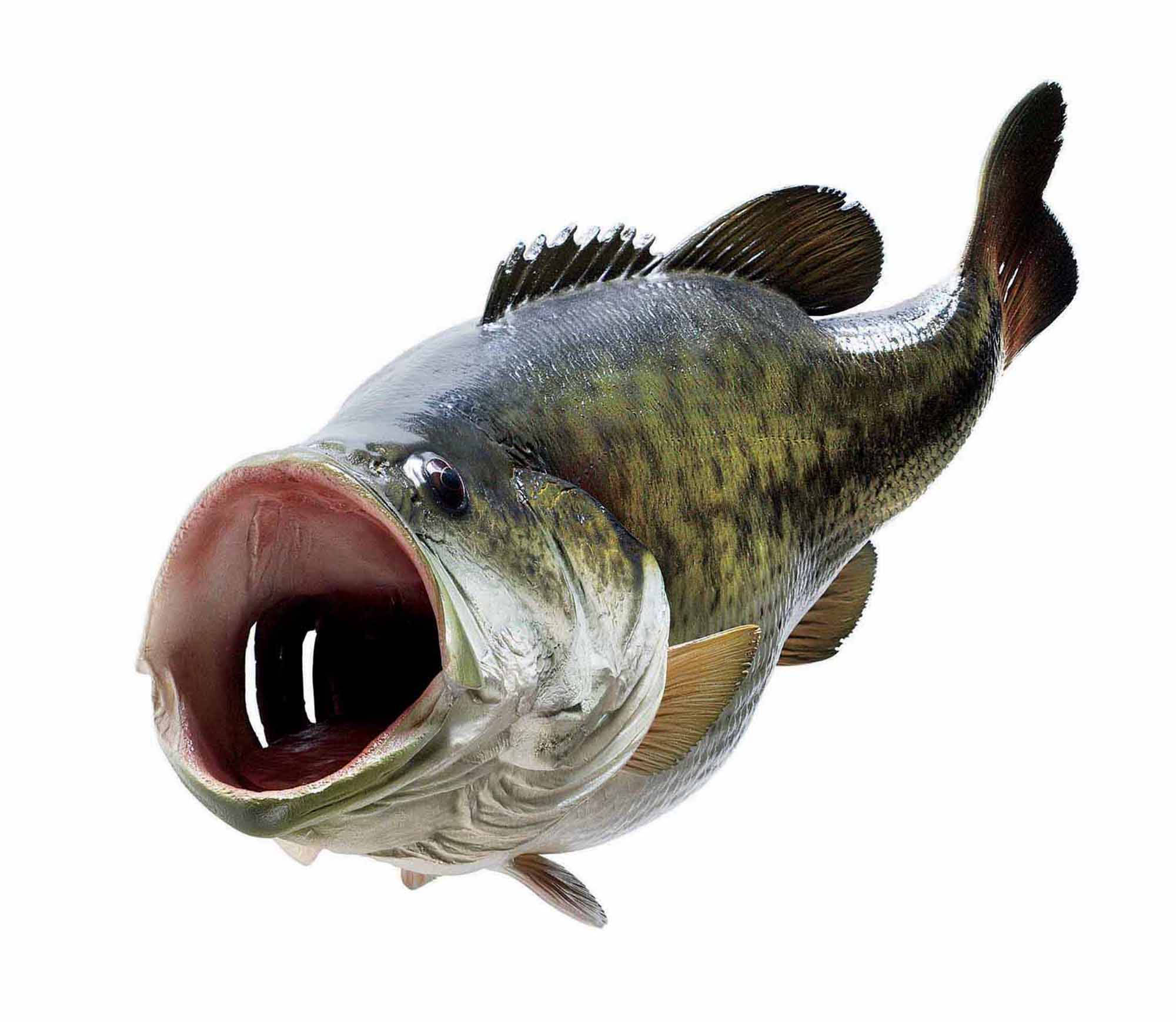 大口黑鱸特寫：巨口張開 壁紙 — 一條張大嘴巴的大鱸魚，在純白背景下展示細緻的鱗片和魚鰭。