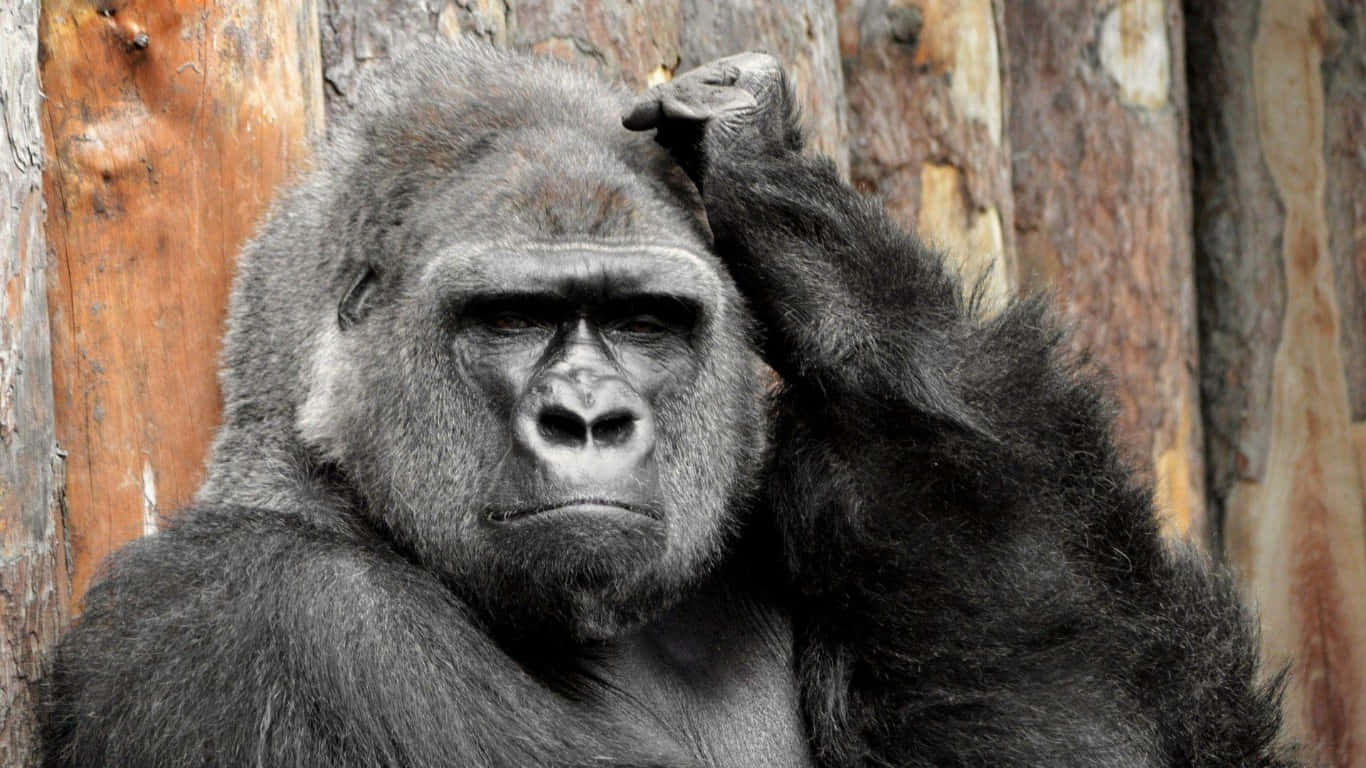 大型 gorilla 的近距離特寫 壁紙 — 一隻沉思中的大猩猩喺風化嘅木背景前抓頭嘅特寫。