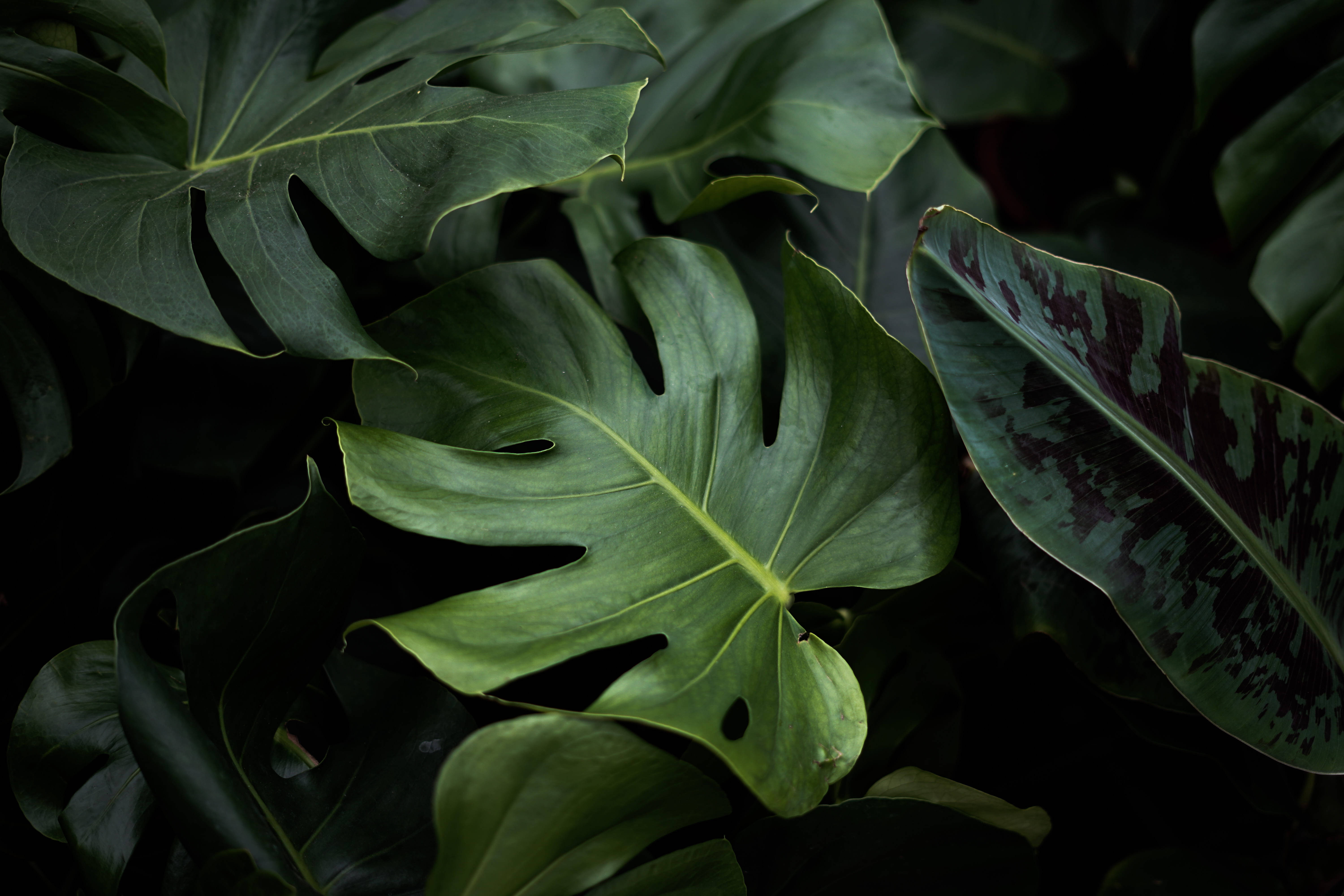 植物美學 桌布 壁紙 — 大型光滑的龜背竹葉片，帶有深綠色調和戲劇性的陰影，營造出茂密的熱帶叢林氛圍。