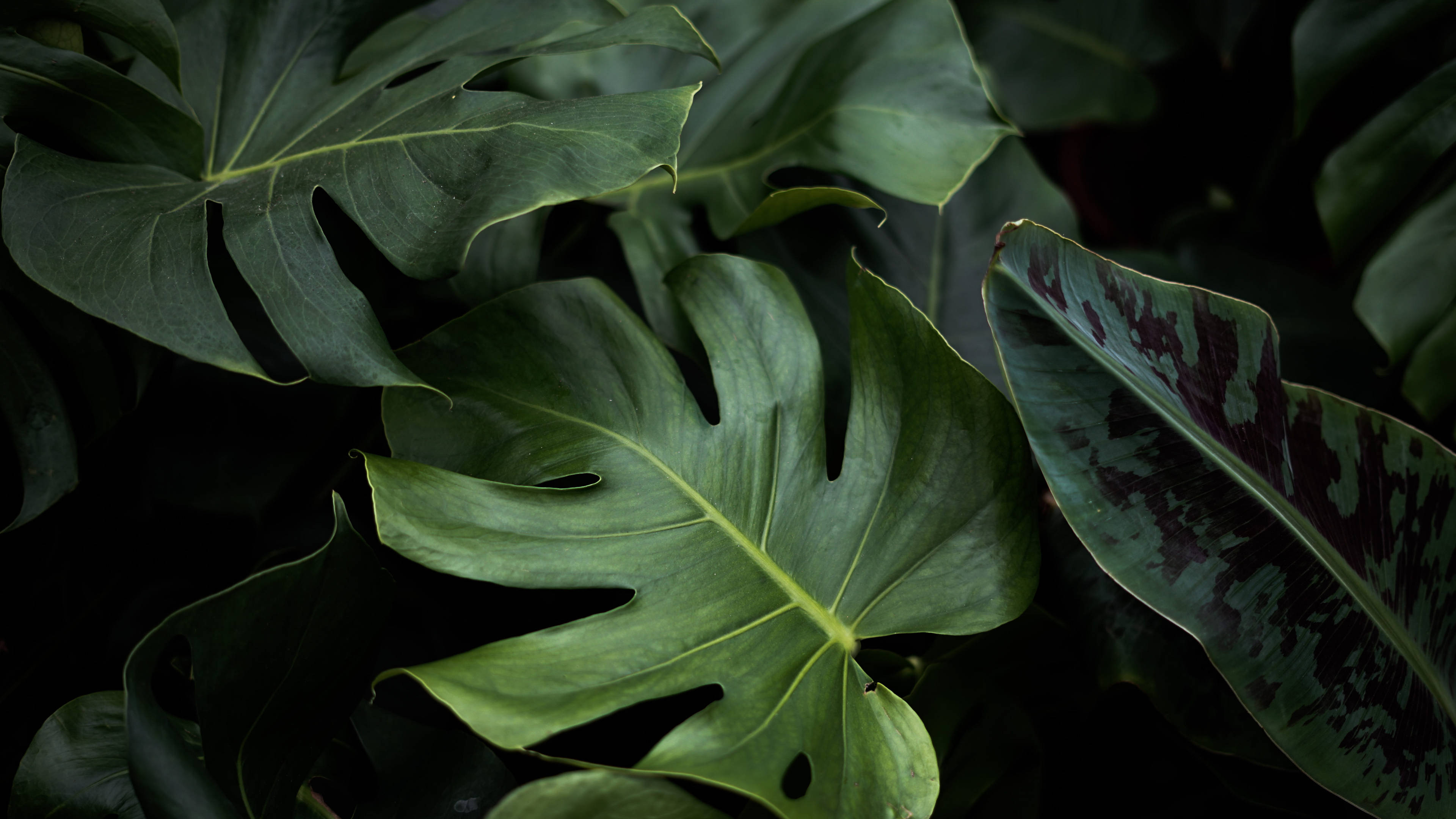 Plant Aesthetic 桌布 壁紙 — 大型光滑的龜背竹葉片，帶有深綠色調和戲劇性的陰影，營造出茂密的熱帶叢林氛圍。