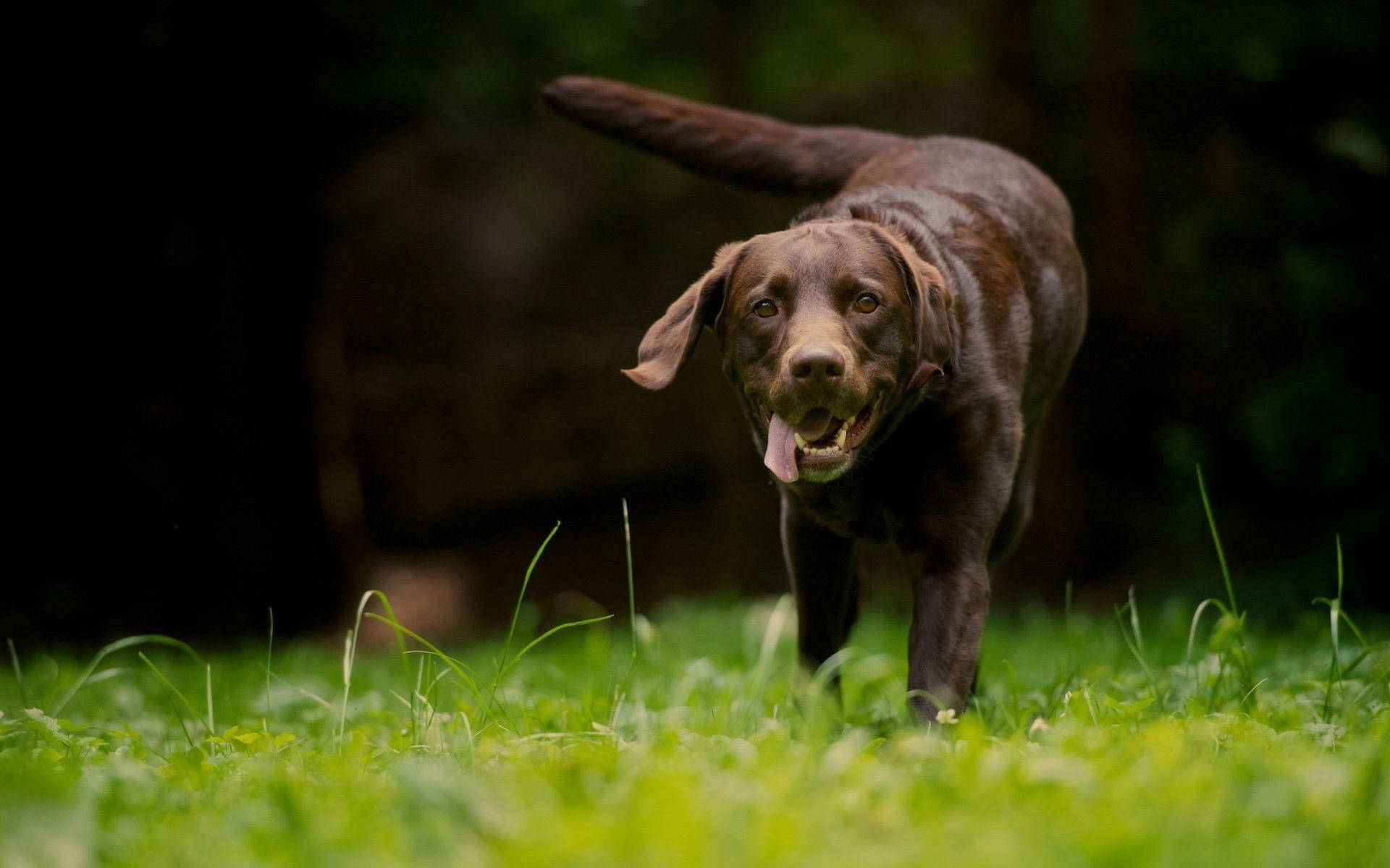大型巧克力拉布拉多犬 壁紙 — 一隻快樂的朱古力拉布拉多犬在森林空地中奔跑，穿過充滿活力的綠草，尾巴高翹，舌頭伸出。