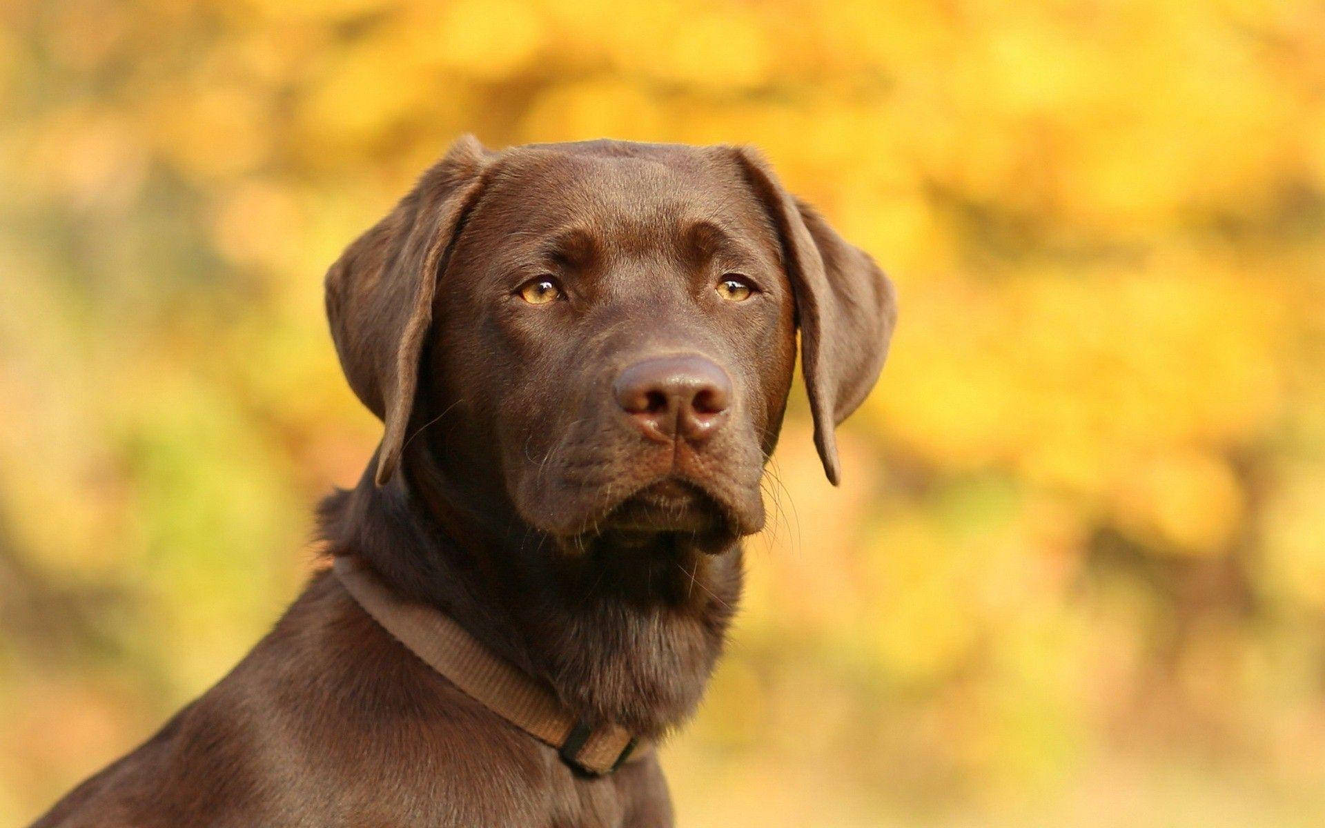 大型巧克力拉布拉多犬遠眺 壁紙 — 一隻朱古力色的拉布拉多尋回犬，在柔和的金色秋葉背景下，以溫暖的琥珀色眼睛平靜地凝視著。