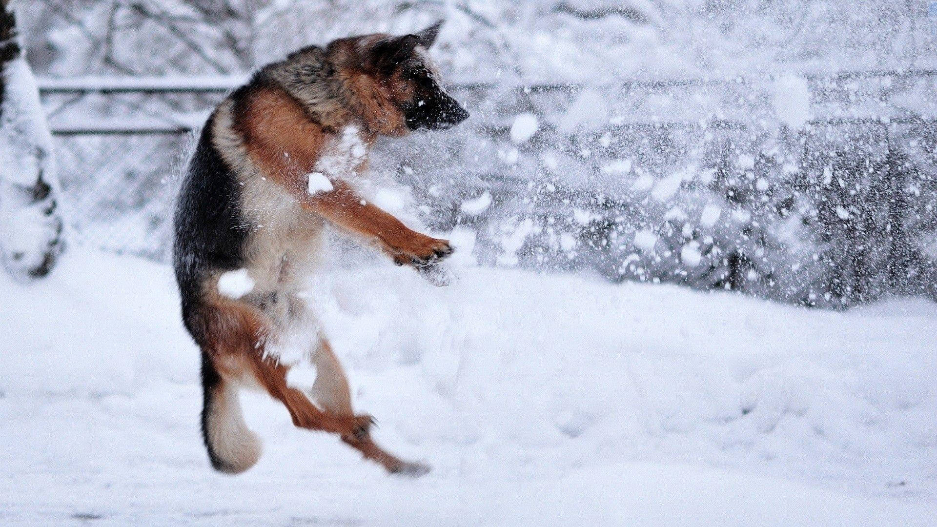 大型德國牧羊犬雪中嬉戲 壁紙 — 一隻德國牧羊犬在雪地庭院中躍起，爪子周圍揚起一陣雪花。