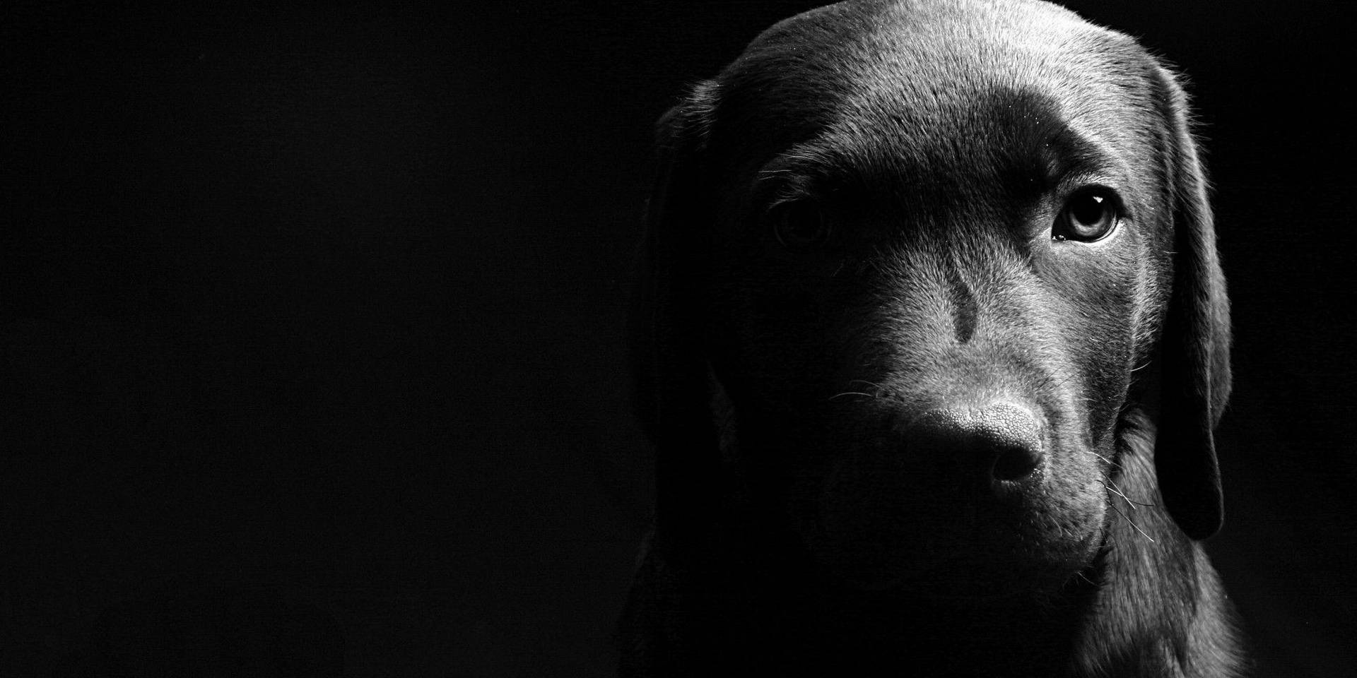 黑色拉布拉多犬的特寫肖像，眼睛炯炯有神，背景昏暗。