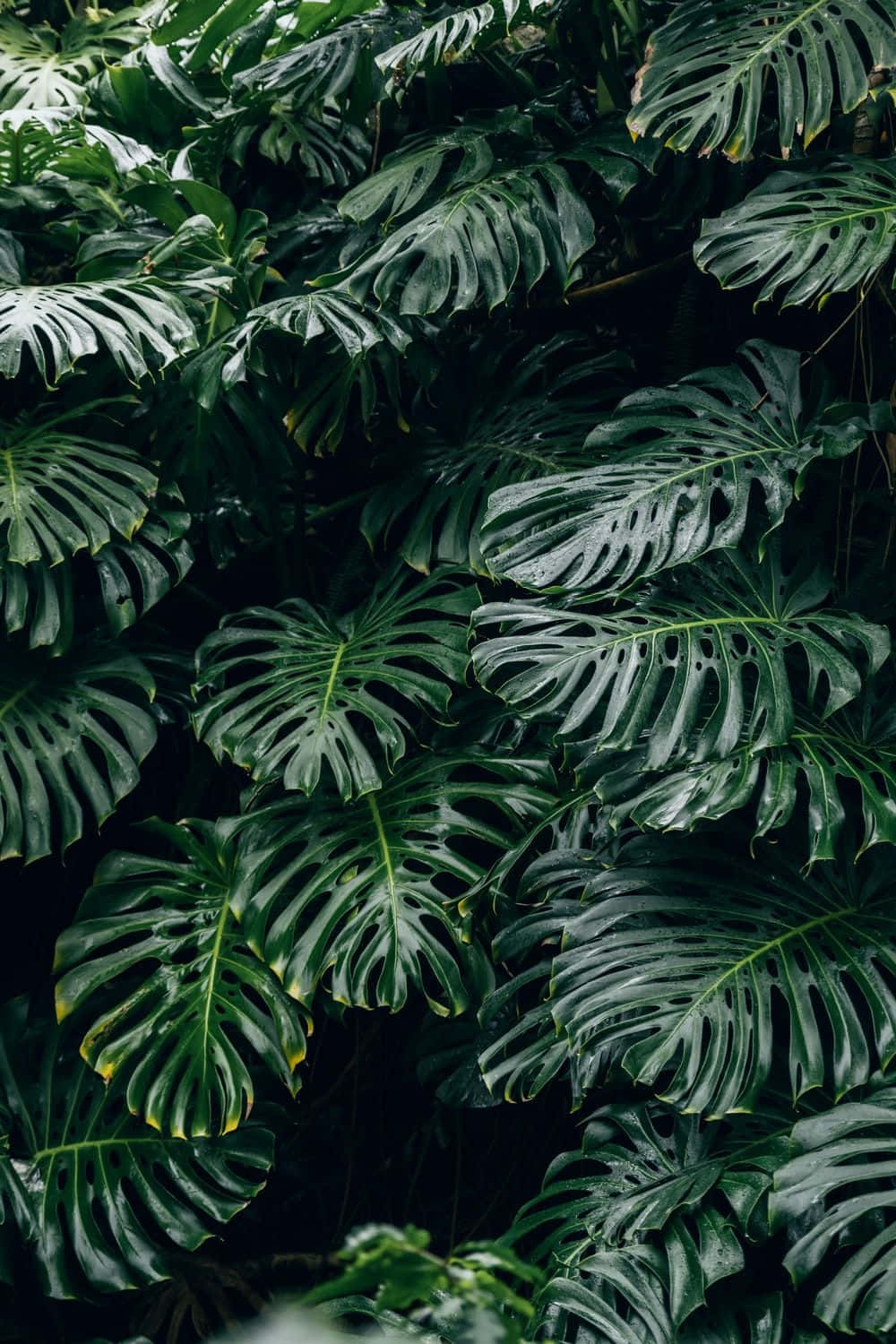 大型植物近攝 壁紙