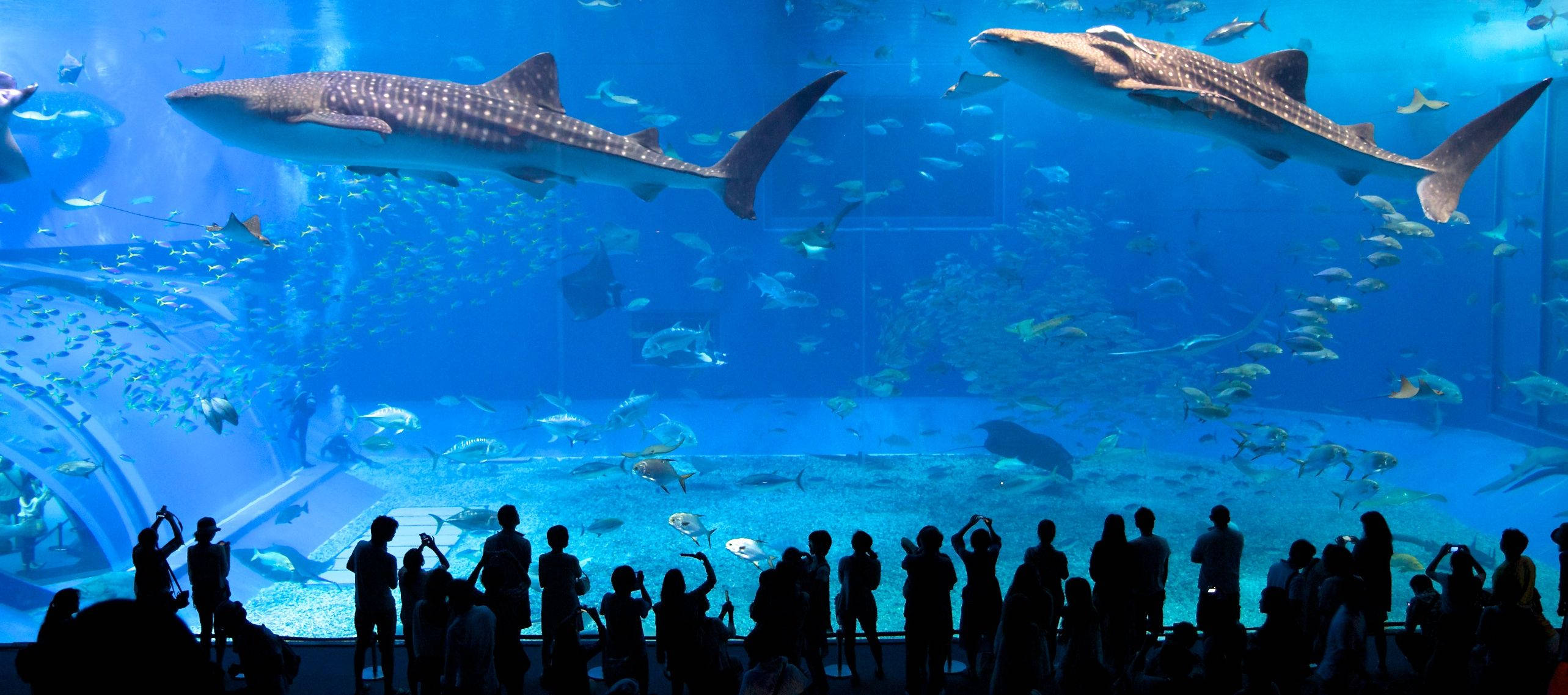 大型海洋鯨魚水族館 壁紙 — 剪影般的遊客敬畏地凝視著巨大的鯨鯊和魚群在廣闊的藍色水族箱中游動。
