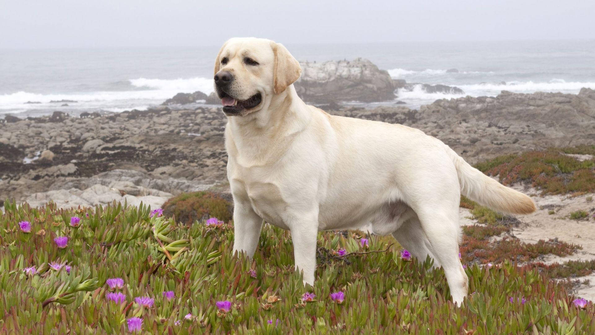 大型白色拉布拉多犬賞花 壁紙 — 一隻開心的黃色拉布拉多自豪地站在一個點綴著紫色花朵的岩石海灘上，身後波濤洶湧。