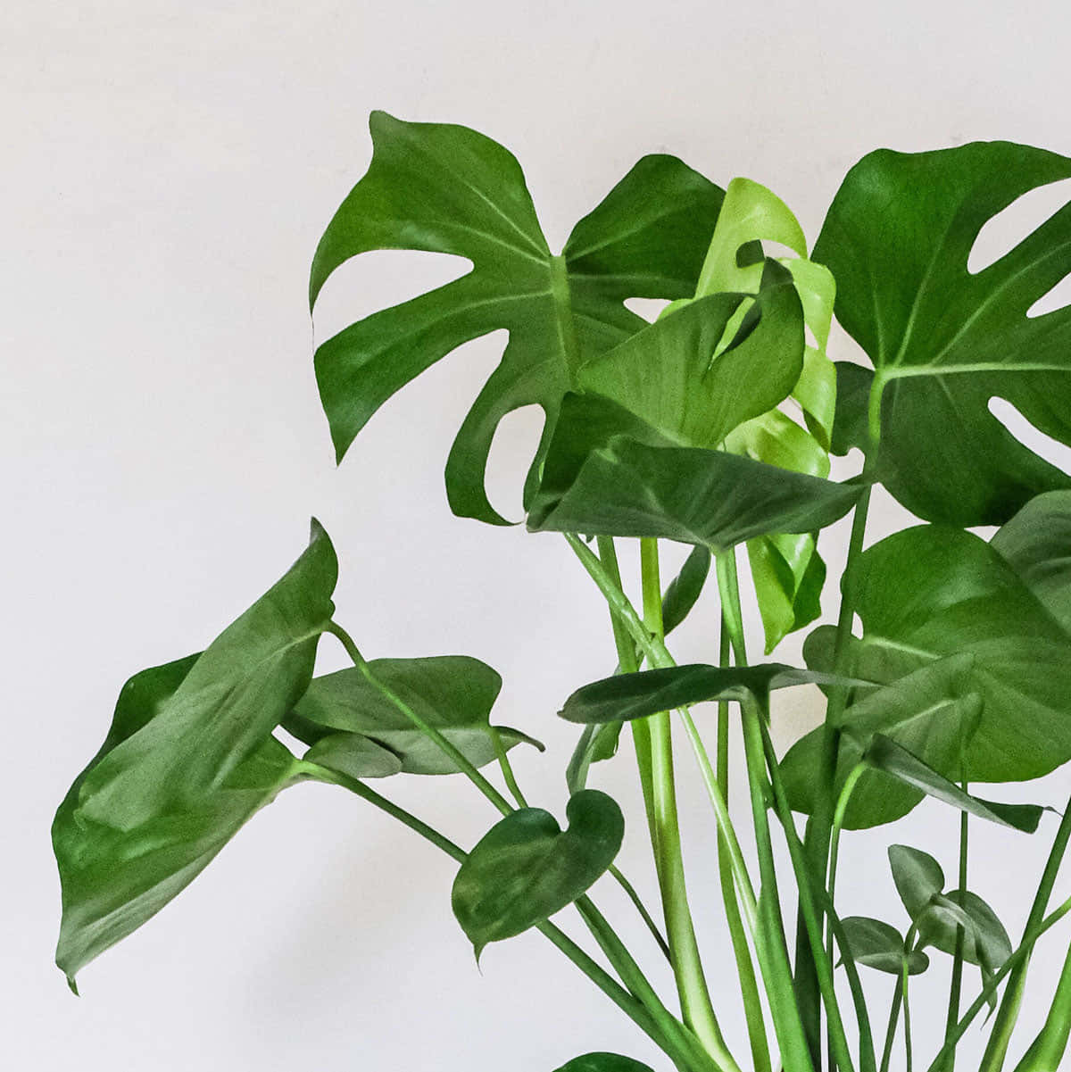 大型盆栽植物，長滿綠色葉片 壁紙