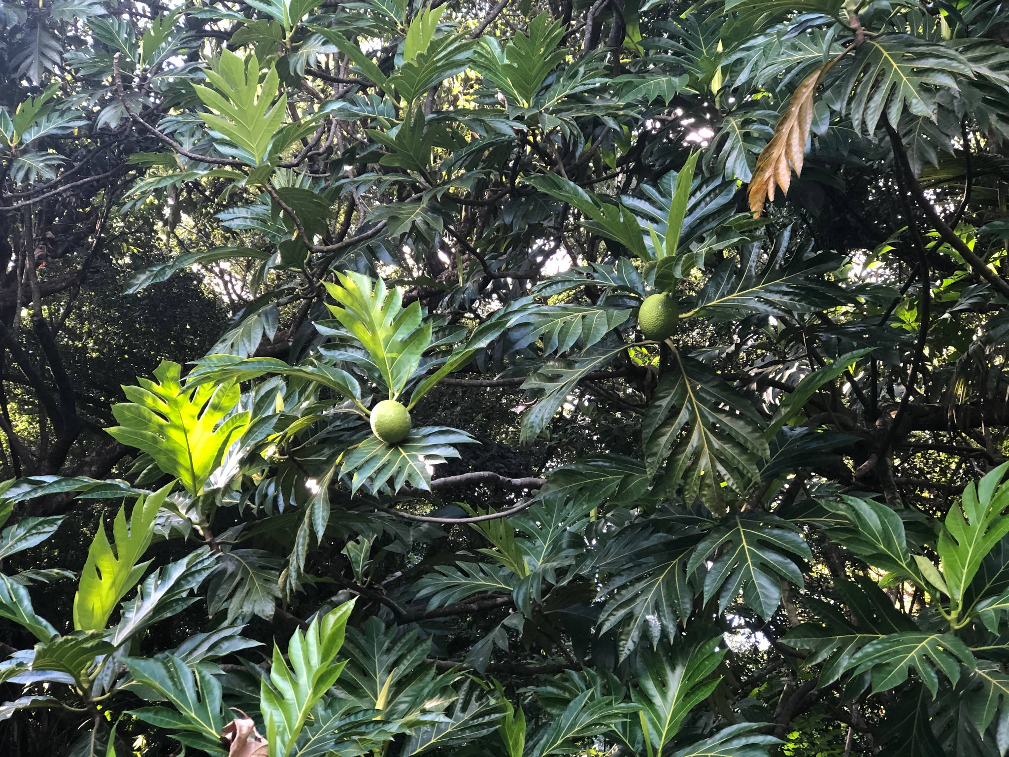 大型面包果植株 壁紙 — 陽光穿過茂密的綠色葉片，顯露出熱帶樹上掛著的成熟麵包果。