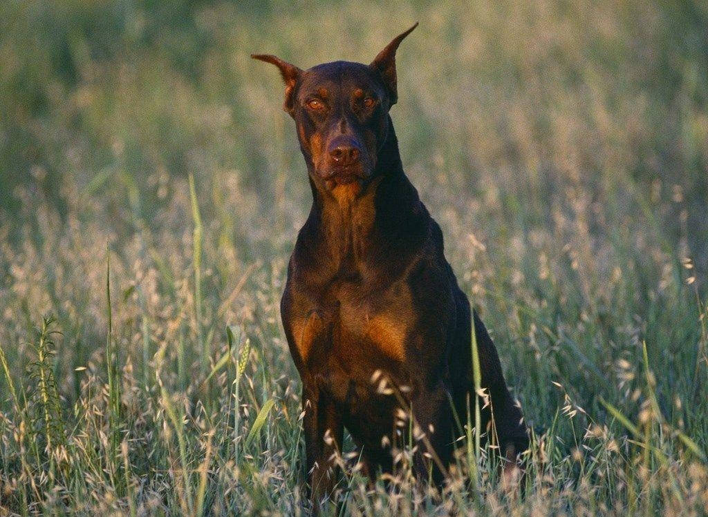 大型黑色杜賓犬威嚴凝視 壁紙 — 一隻線條流暢的杜賓犬警覺地坐在高草叢中，沐浴在溫暖的金色陽光下。