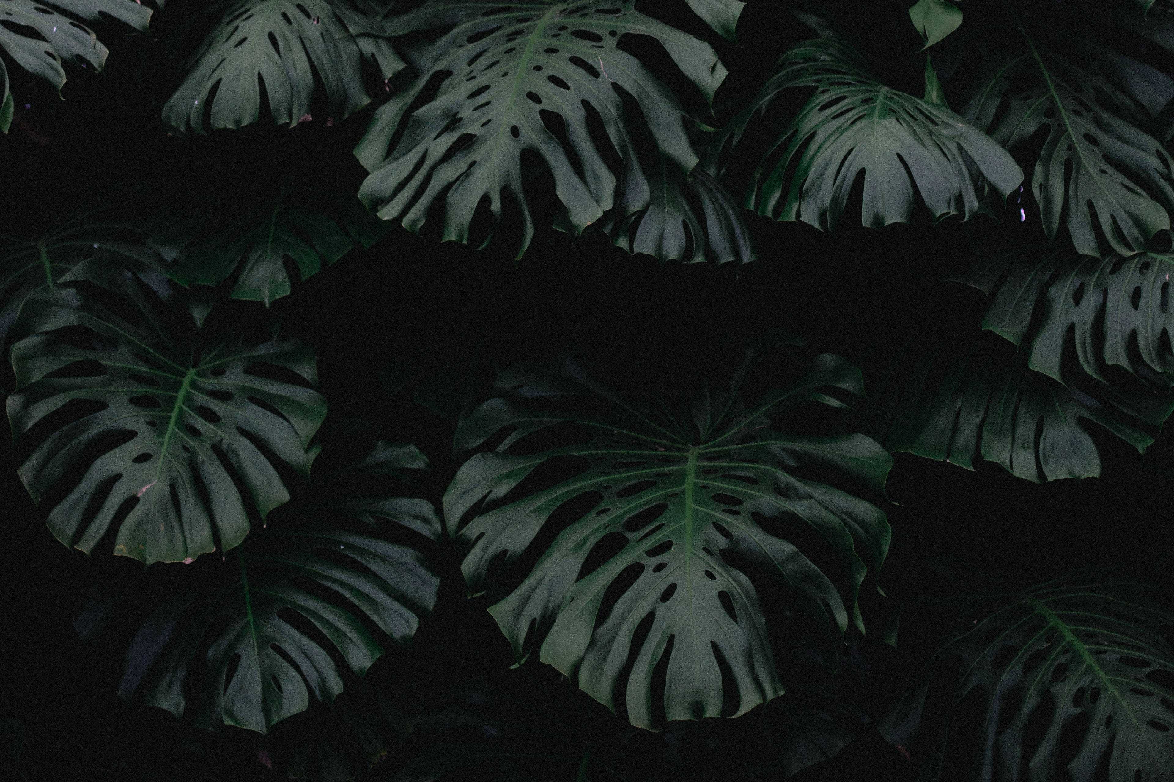 植物美學 桌布 壁紙 — 大型龜背竹葉帶有天然孔洞，在深黑色背景上微微發光。