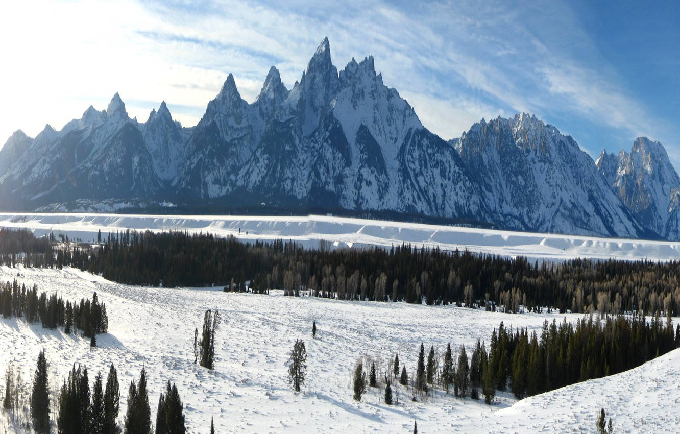 明亮的藍天下，前景有常綠樹的雪山山脈