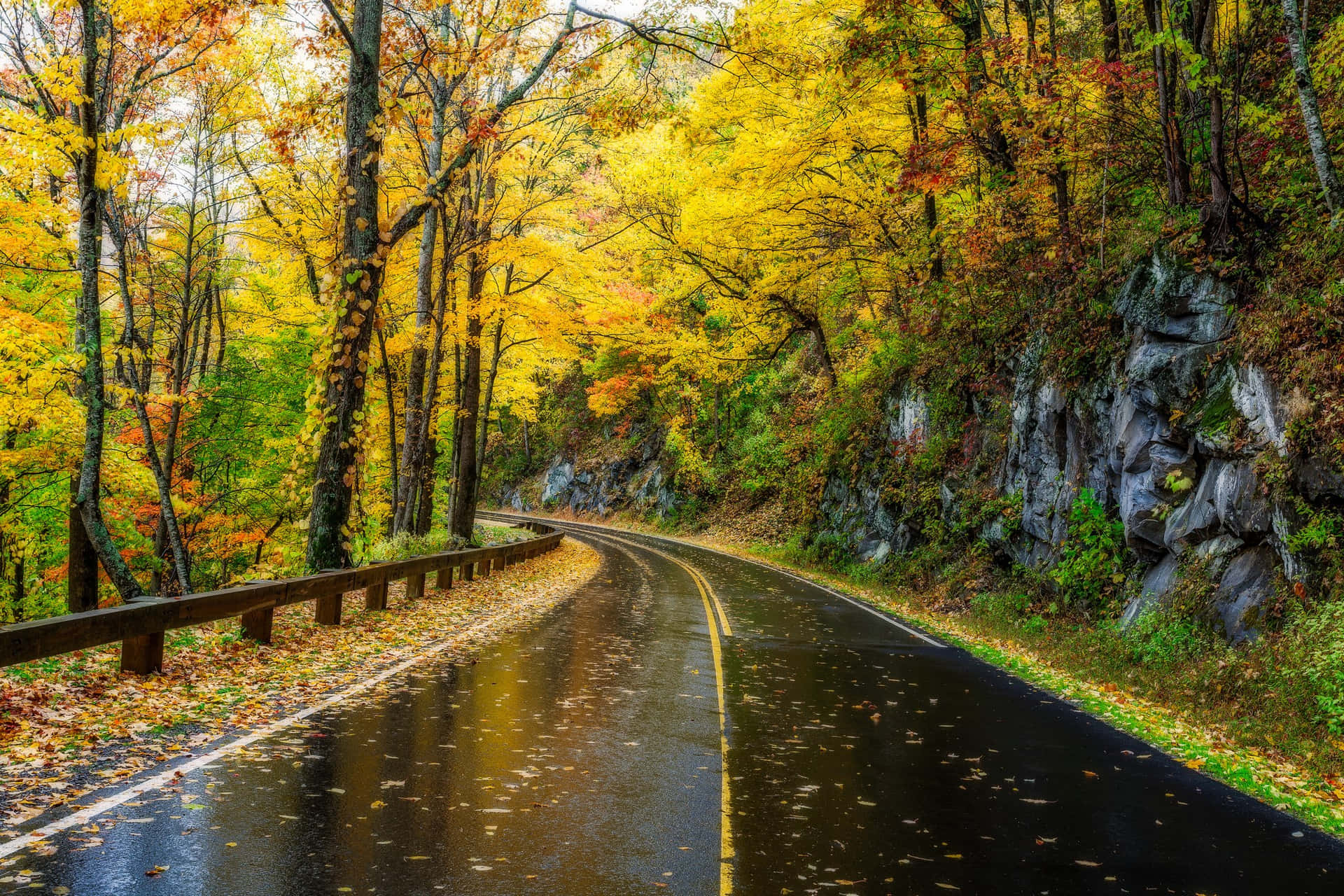 蜿蜒的道路穿過金色的秋日森林，路面潮濕，落葉遍地。