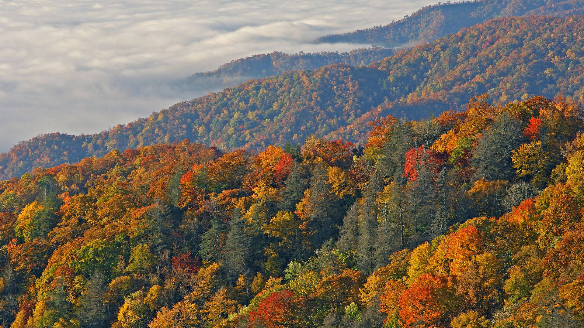 大煙山山坡 壁紙 — 連綿起伏的山脊披上如火般的秋葉，在柔和晨光下，從霧氣雲海之上聳立。