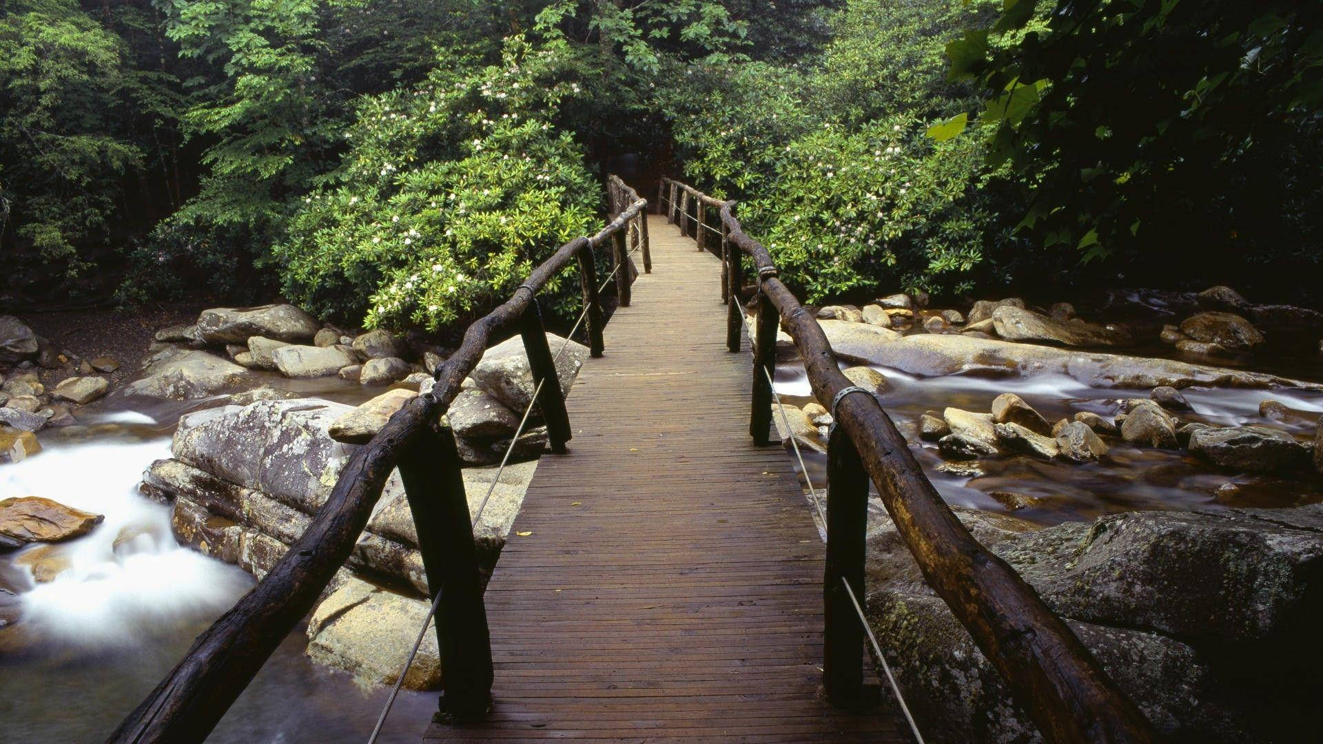木橋橫跨在茂密森林中湍急的溪流上。