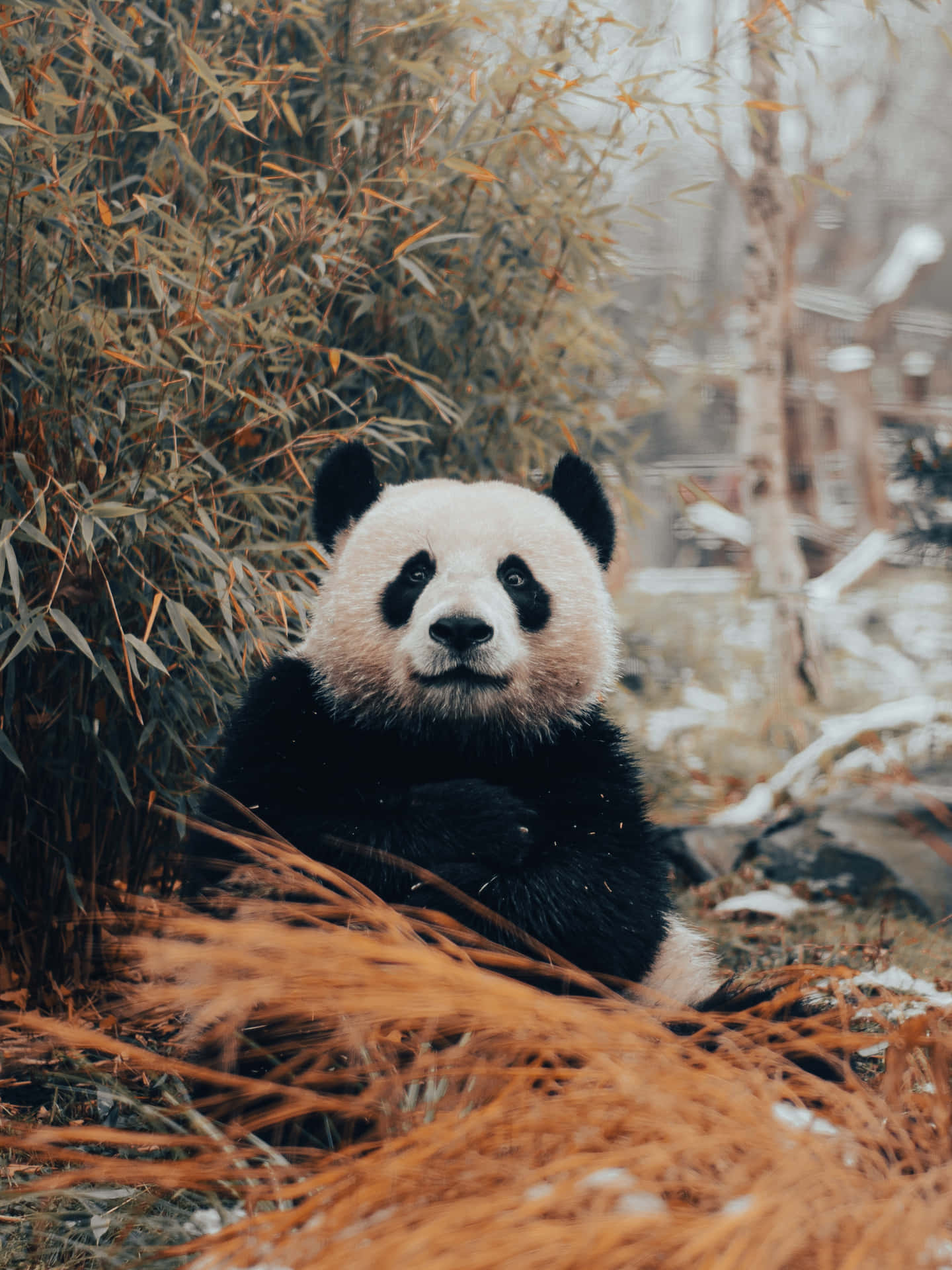 冬天在雪覆蓋的竹林裡休息的大熊貓。