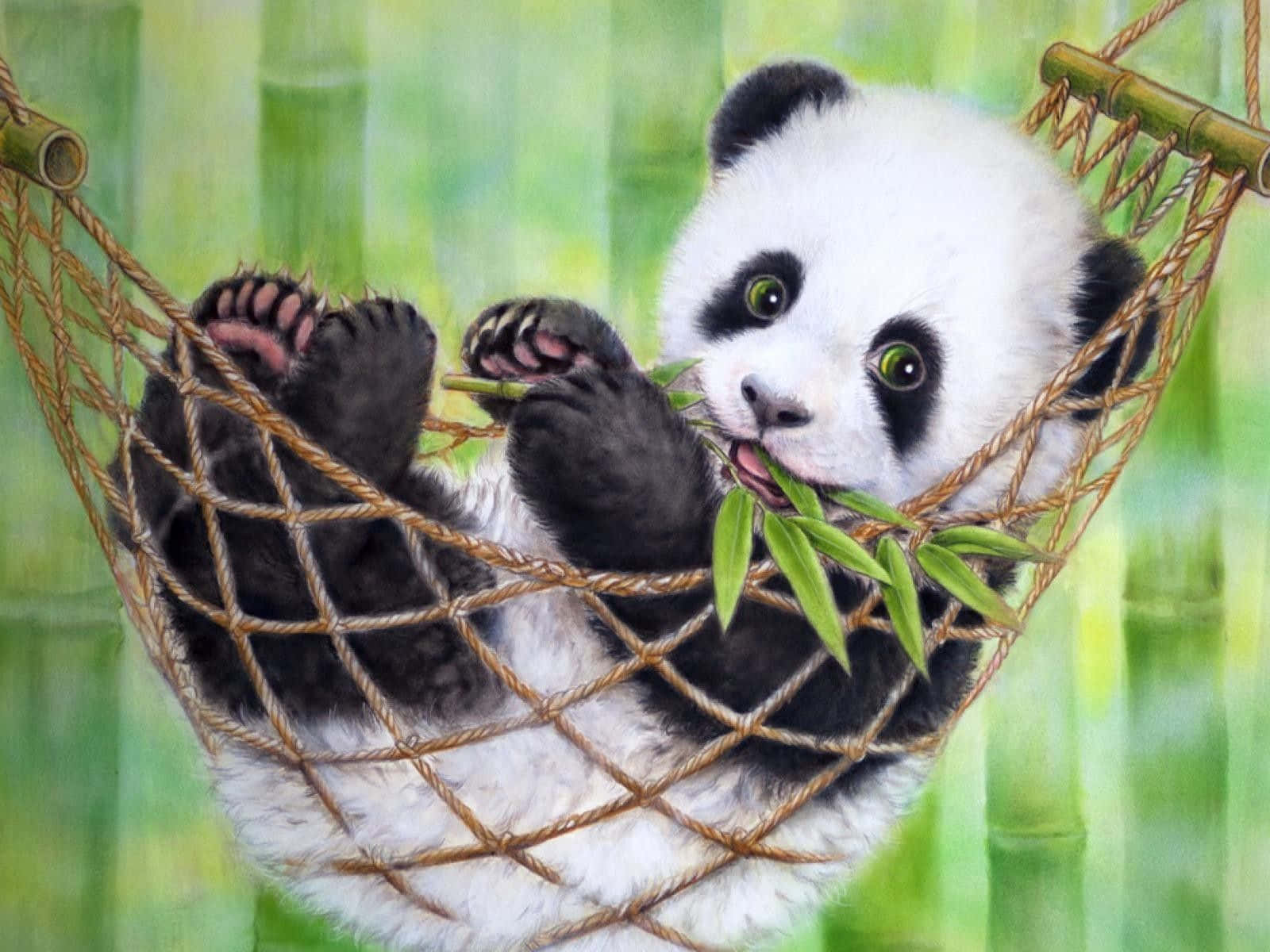 吊床上食竹嘅熊貓BB