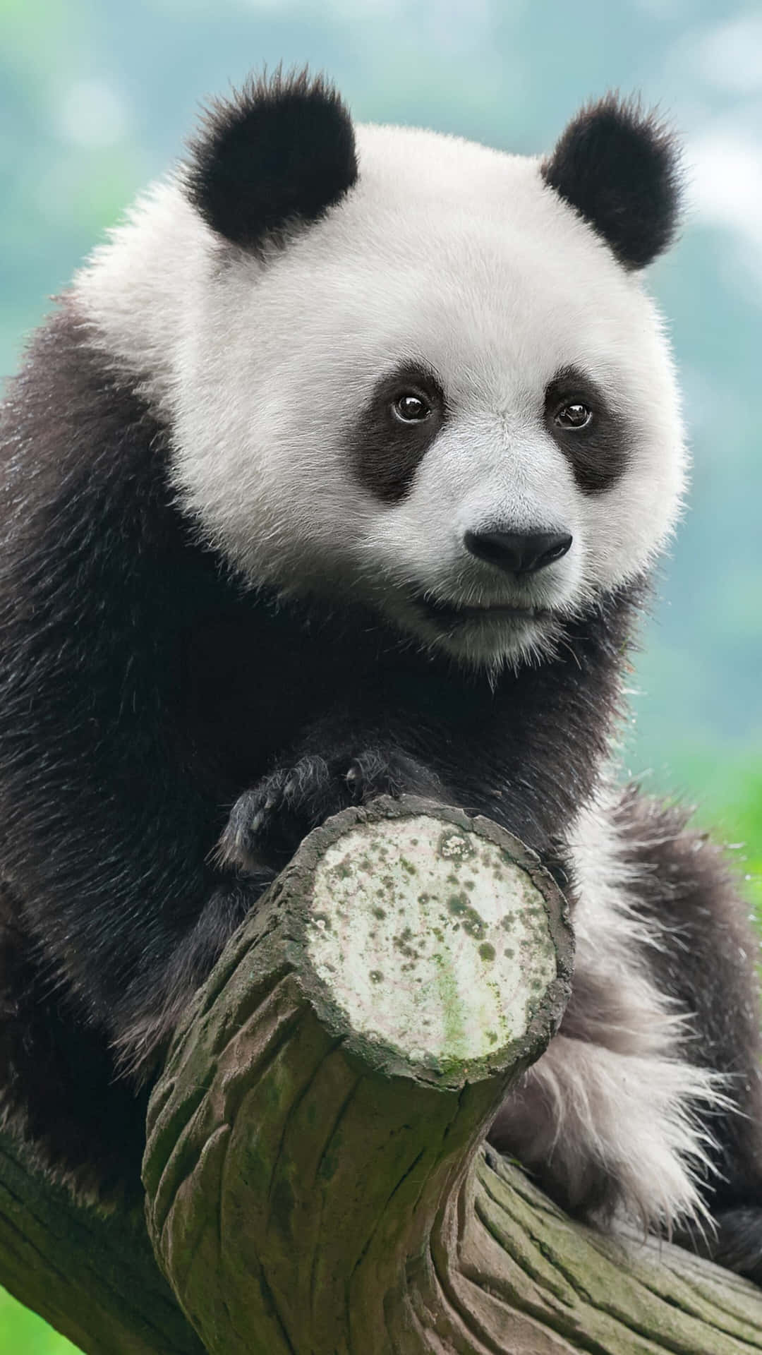 一隻大熊貓坐在森林中長滿苔蘚的樹樁上。