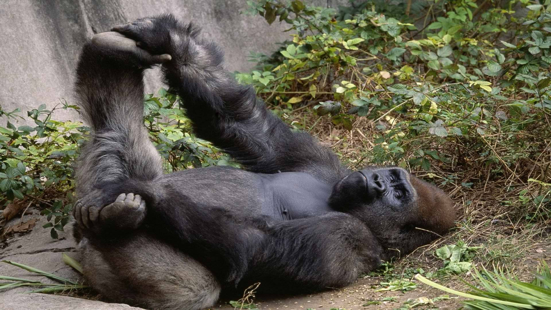 一隻大猩猩在綠色戶外圍欄中仰臥，手臂和腿抬起。